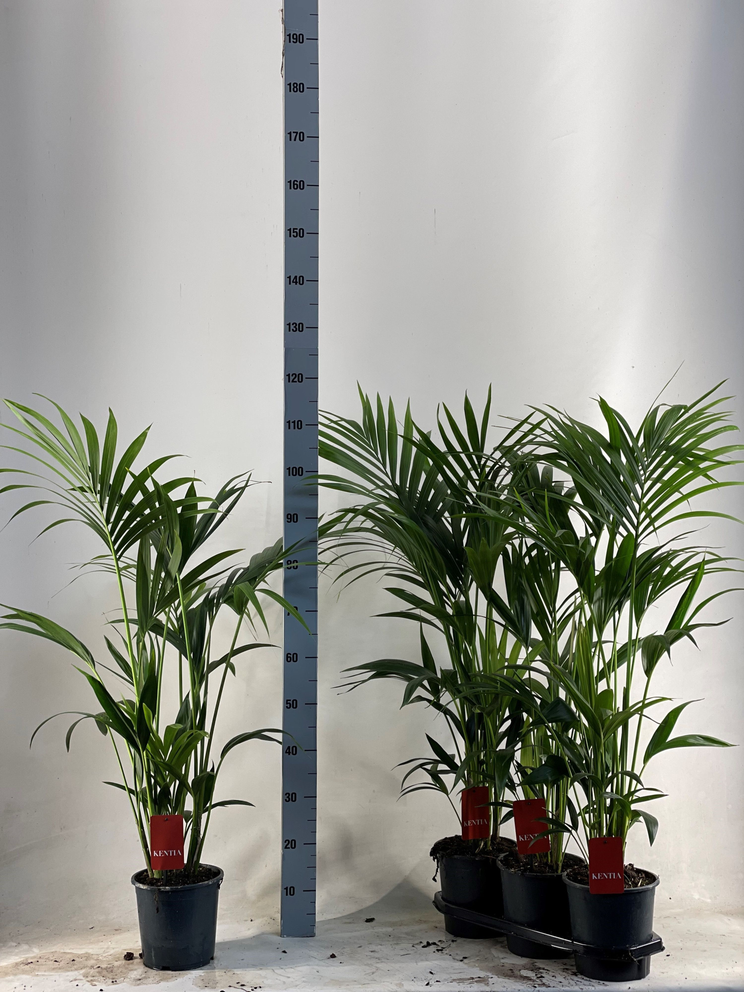 KENTIA - P19 H110 - 5PP - EcoLine (Howea forsteriana, D 19 cm