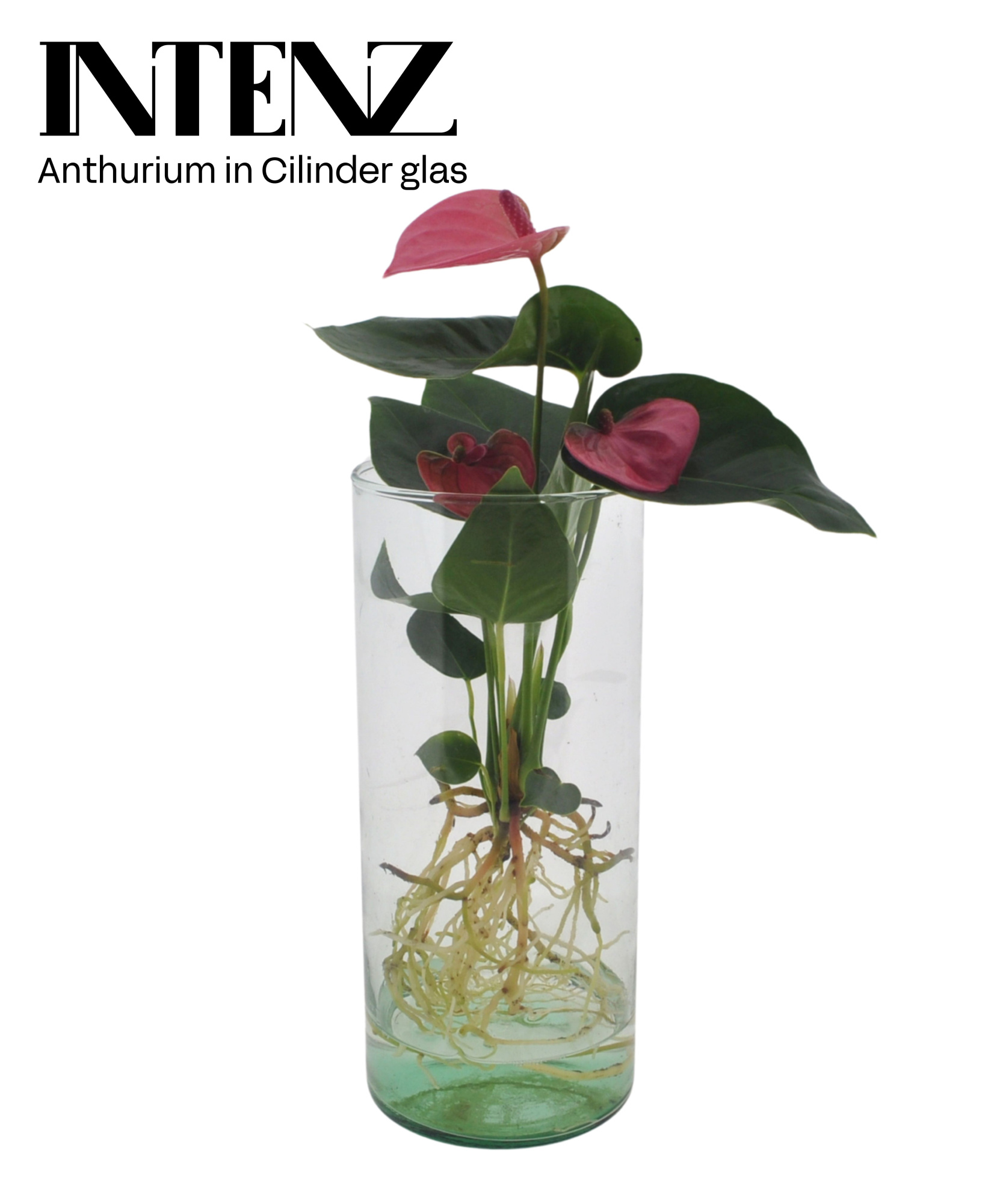 Anthurium in Cylinder glas - levertijd: 24 uur, D 12 cm