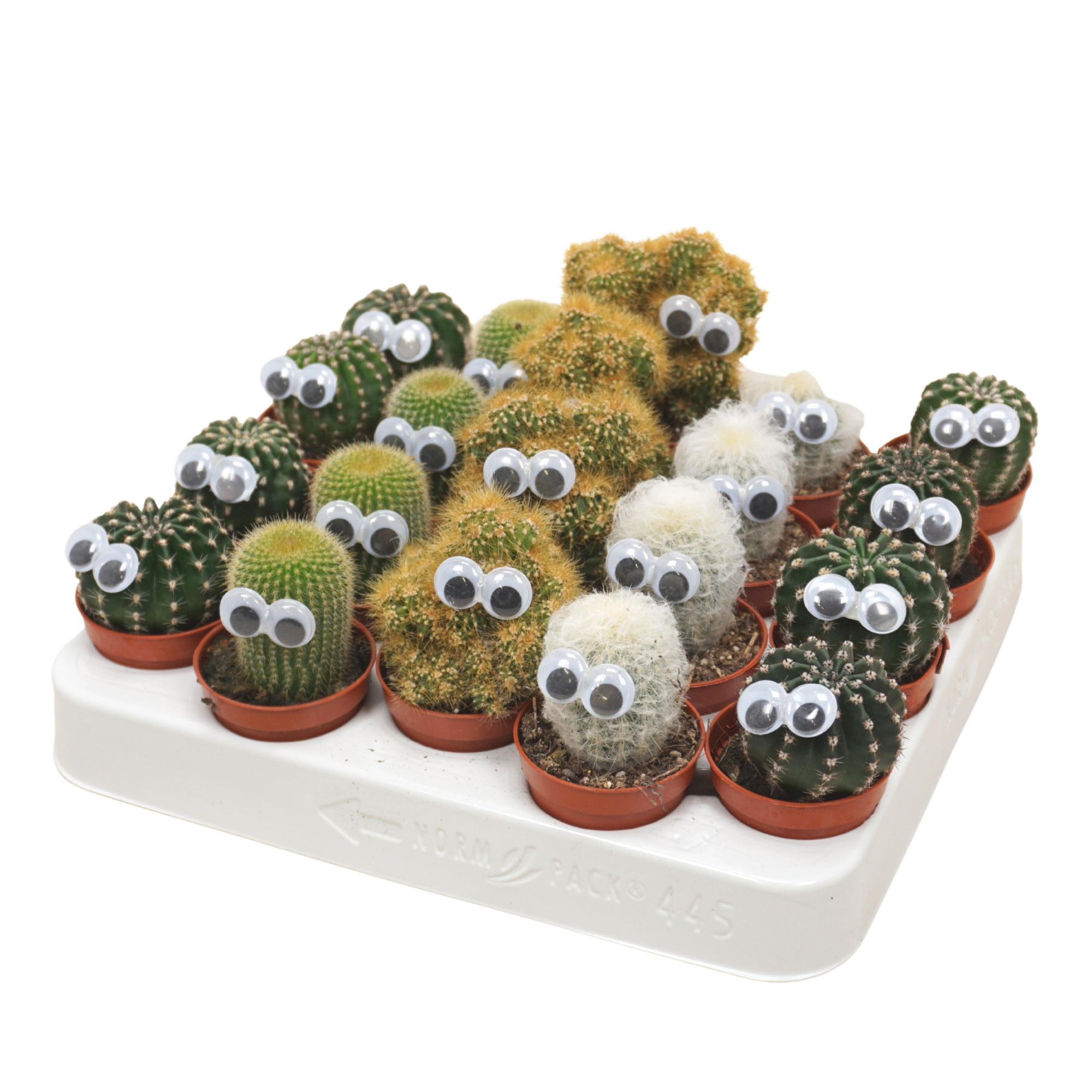 Cactus mix 5,5 cm met oog, D 5,5