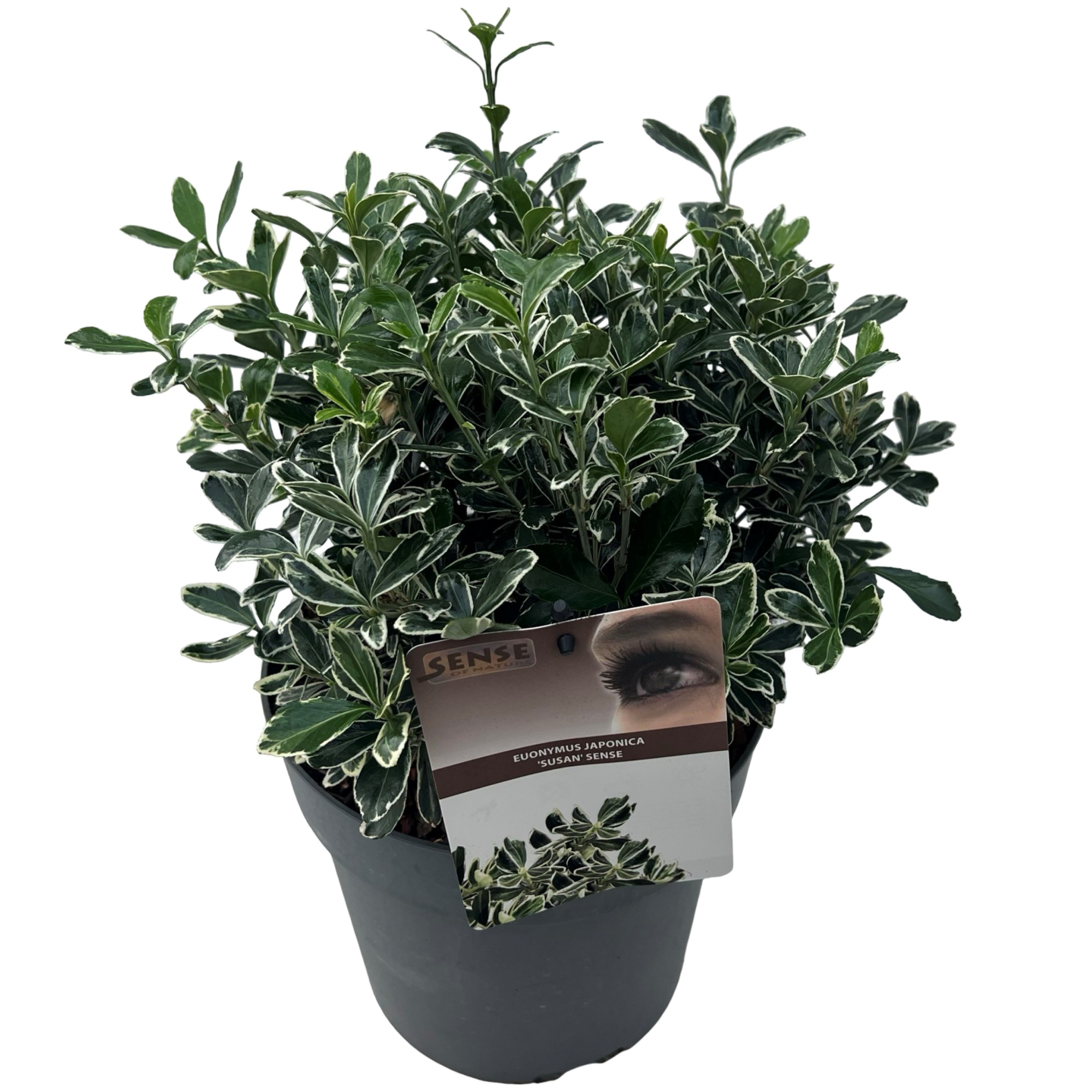 Euonymus jap. 'Susan' sense, D 23