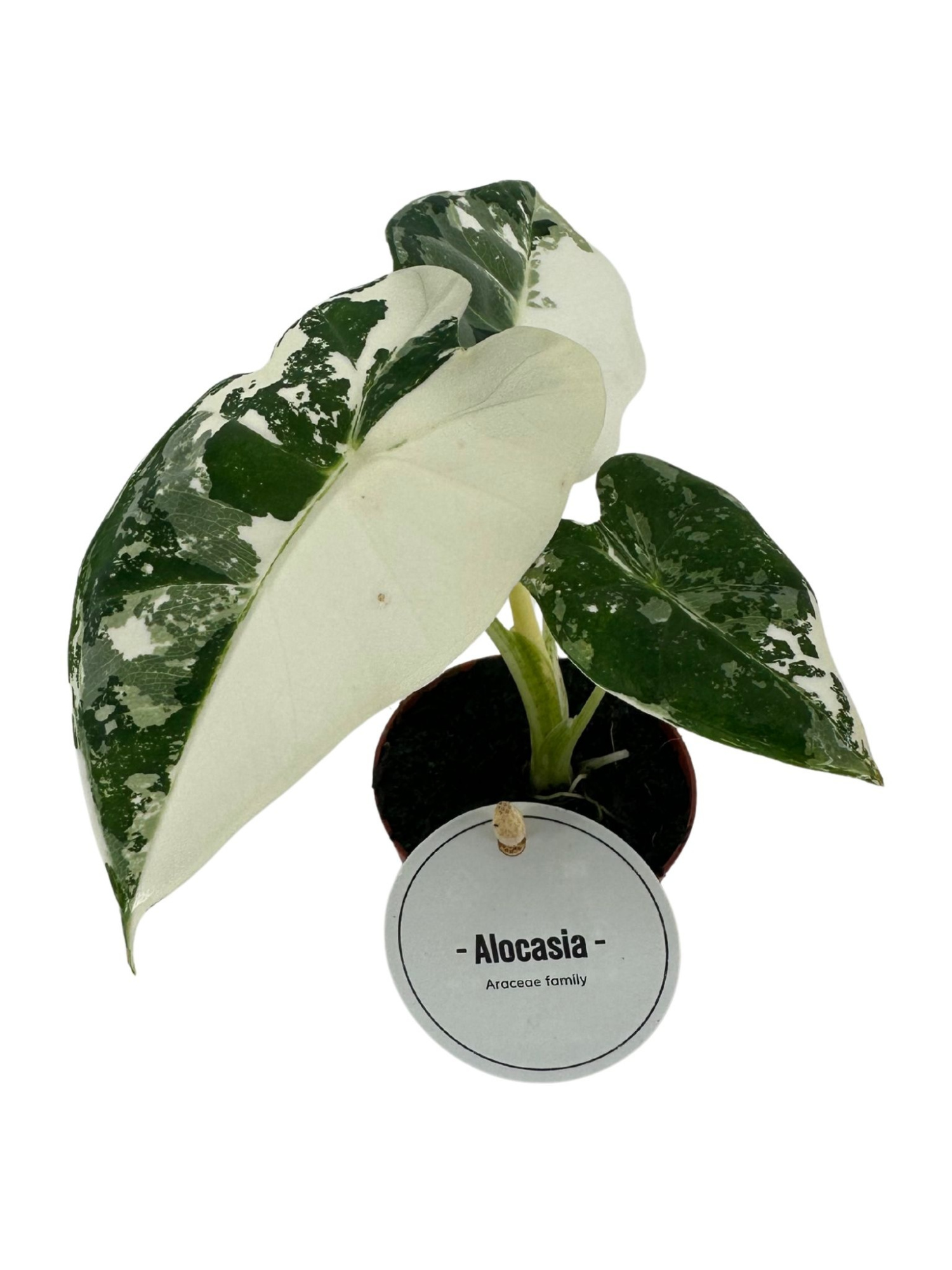 Alocasia Frydek Variegata, D 6 cm