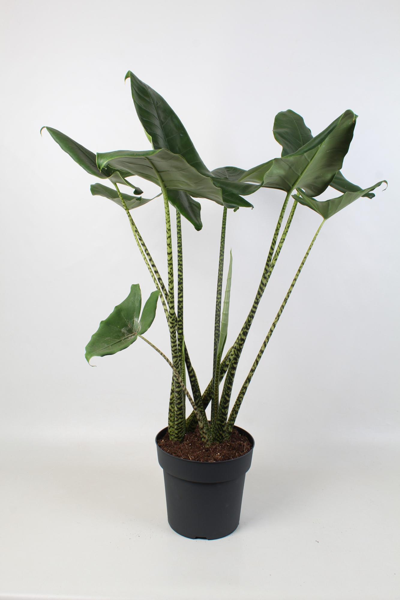 Alocasia zebrina 30 cm 2 stek, D 30 cm