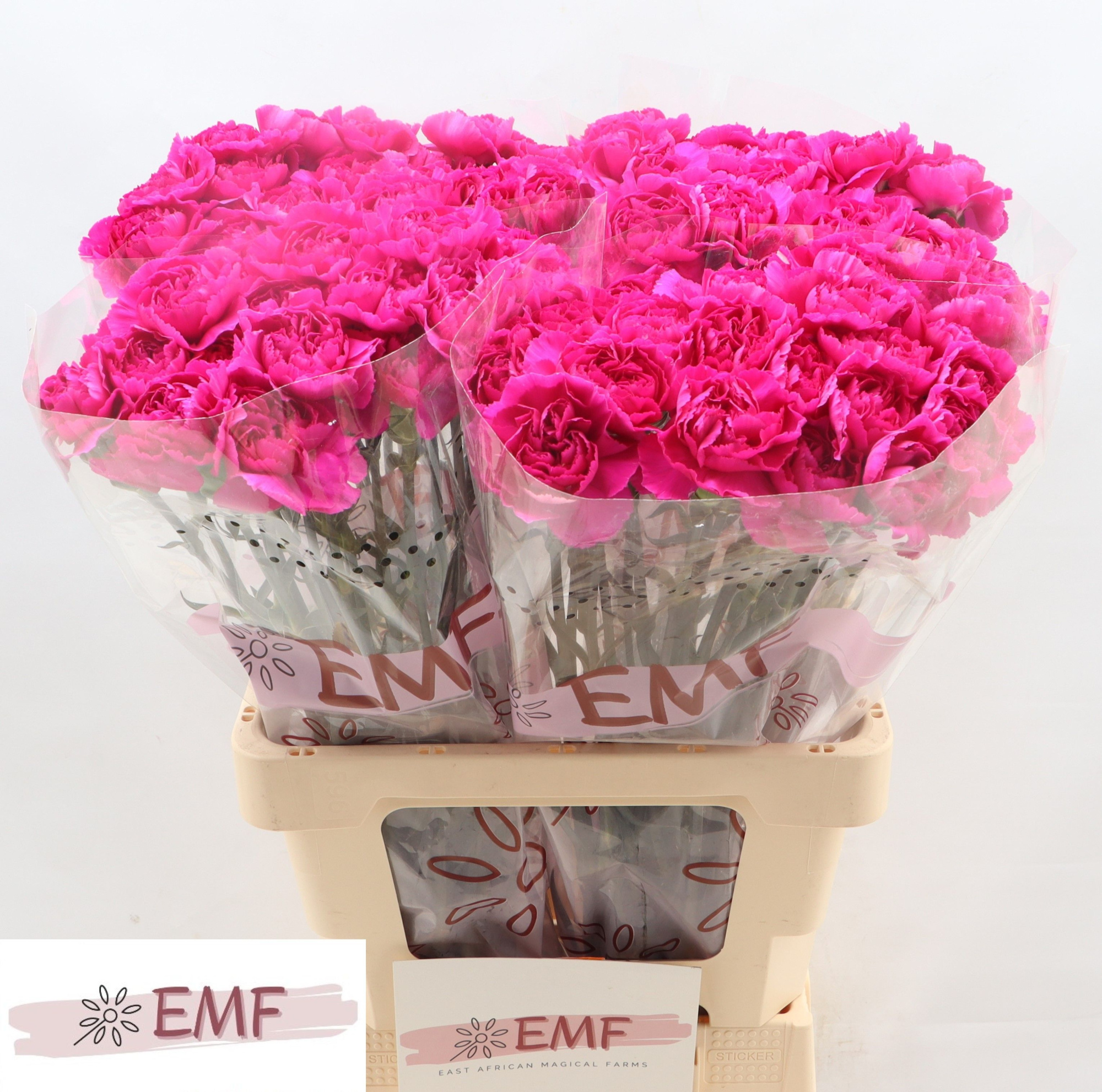 Диантус од. Яра+, шт.