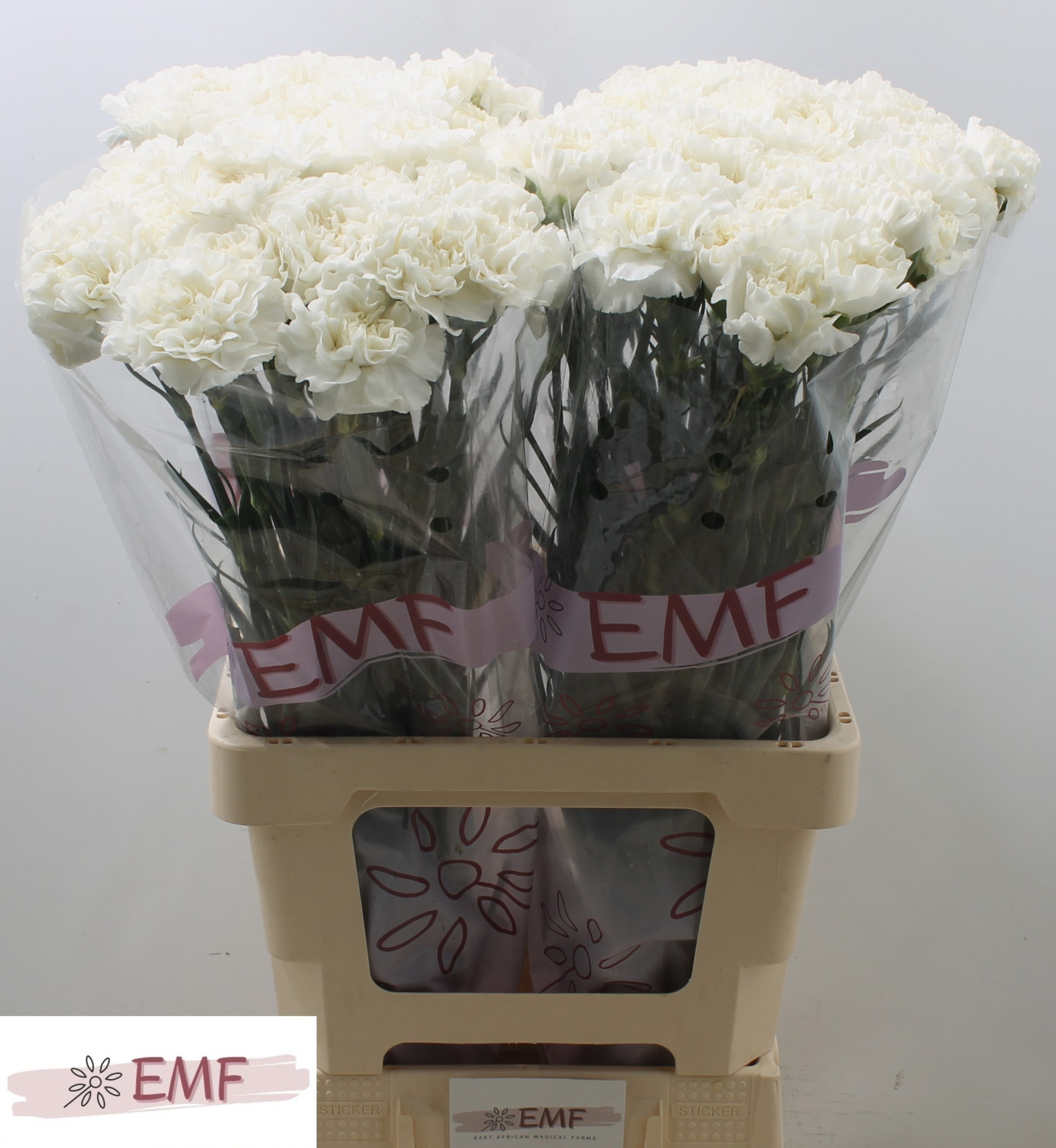 Диантус од. Эверест, шт.