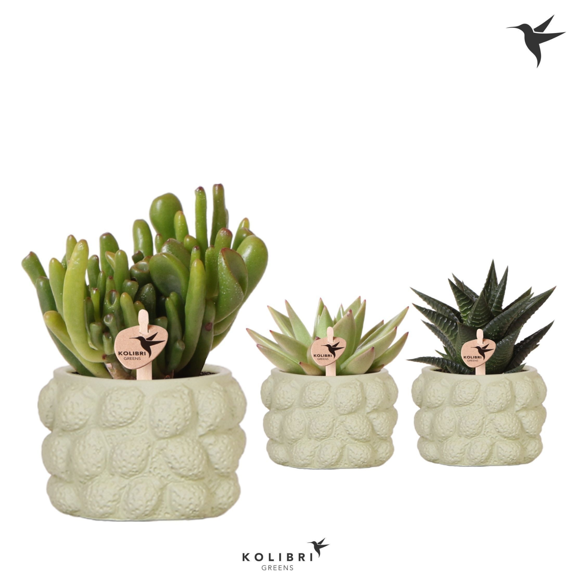 Kolibri Greens Succulenten mix in Citrus pot green, D 6