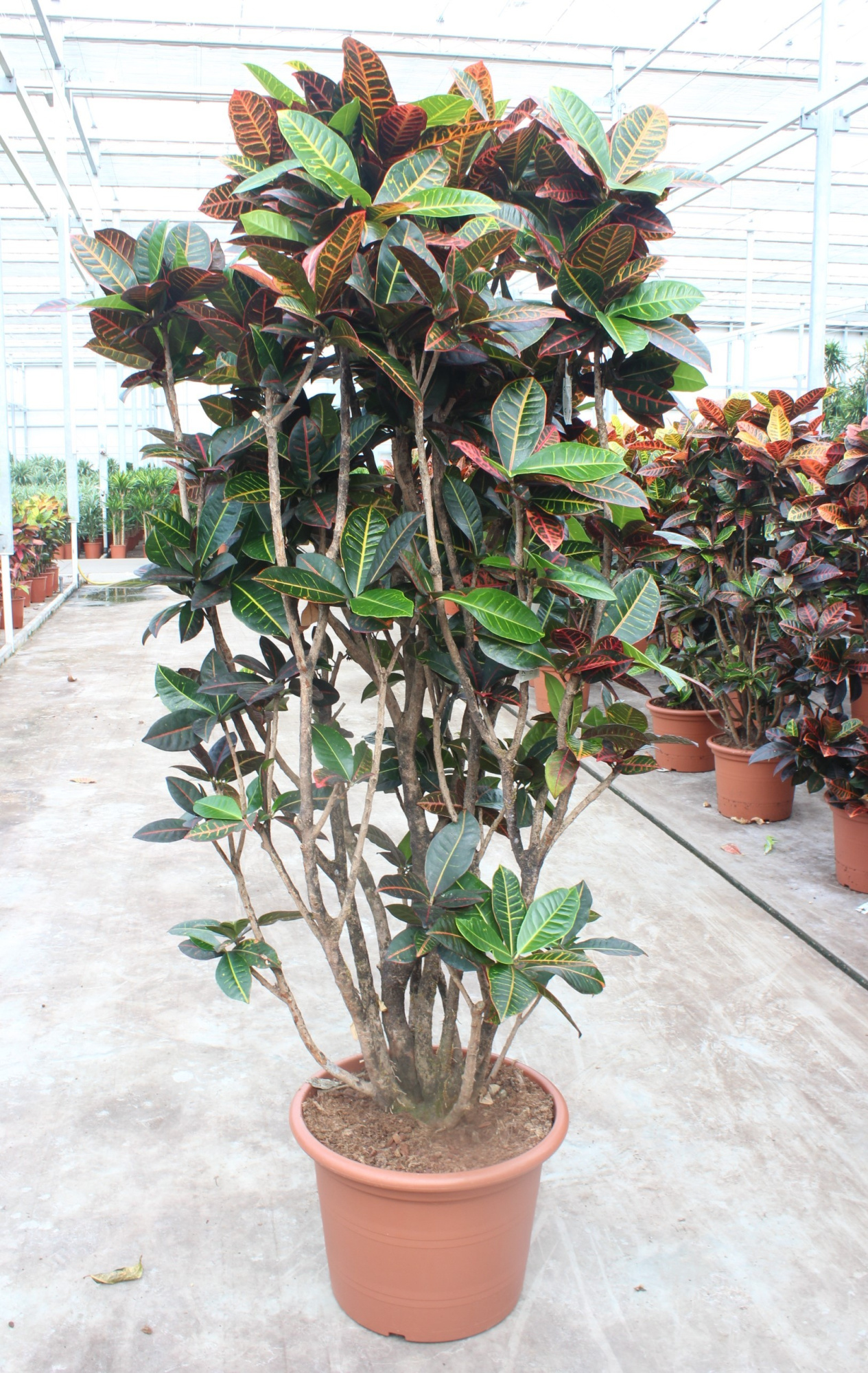 Codiaeum Petra (Croton Petra), D 45 cm