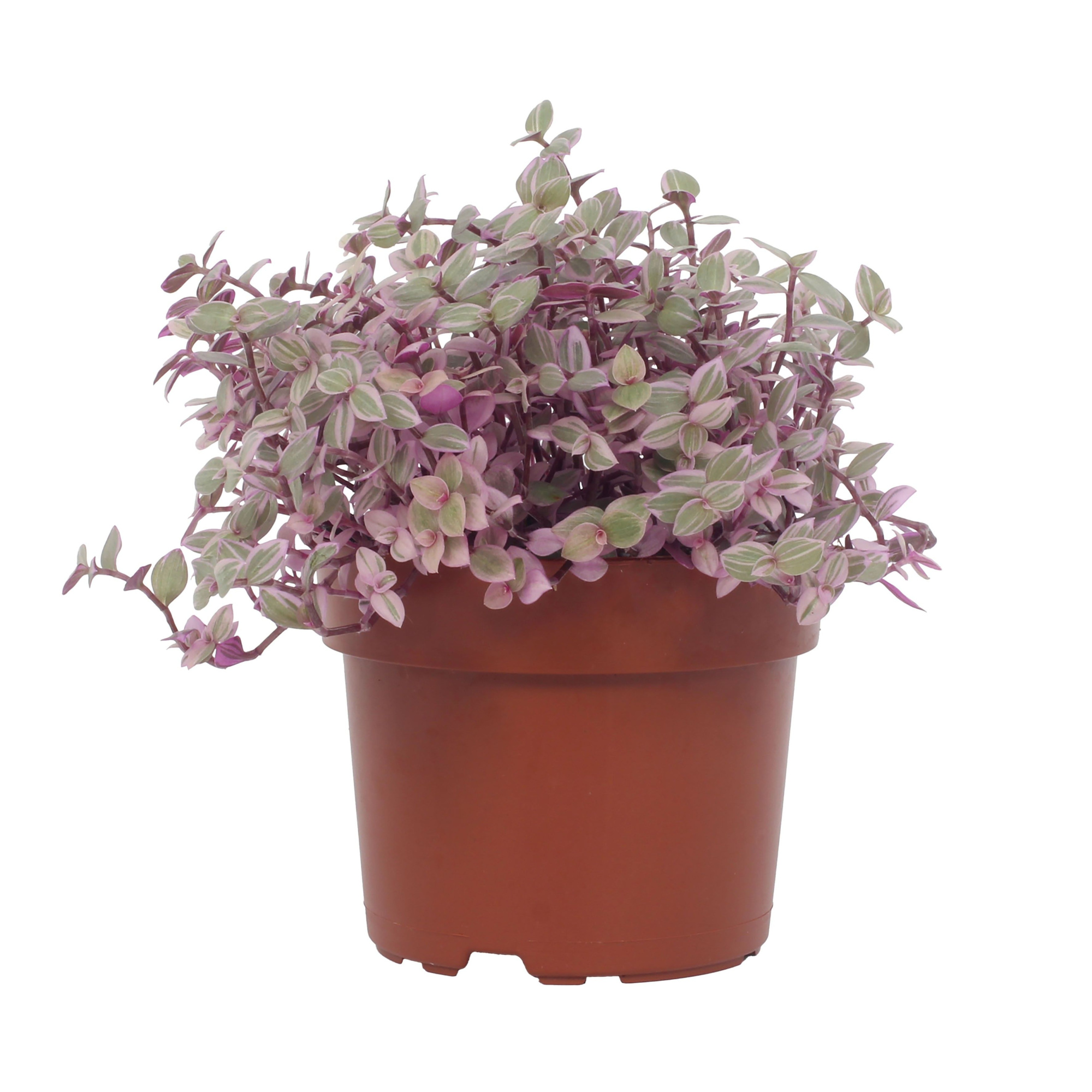 Callisia Repens Rosato 12cm, D 12 cm