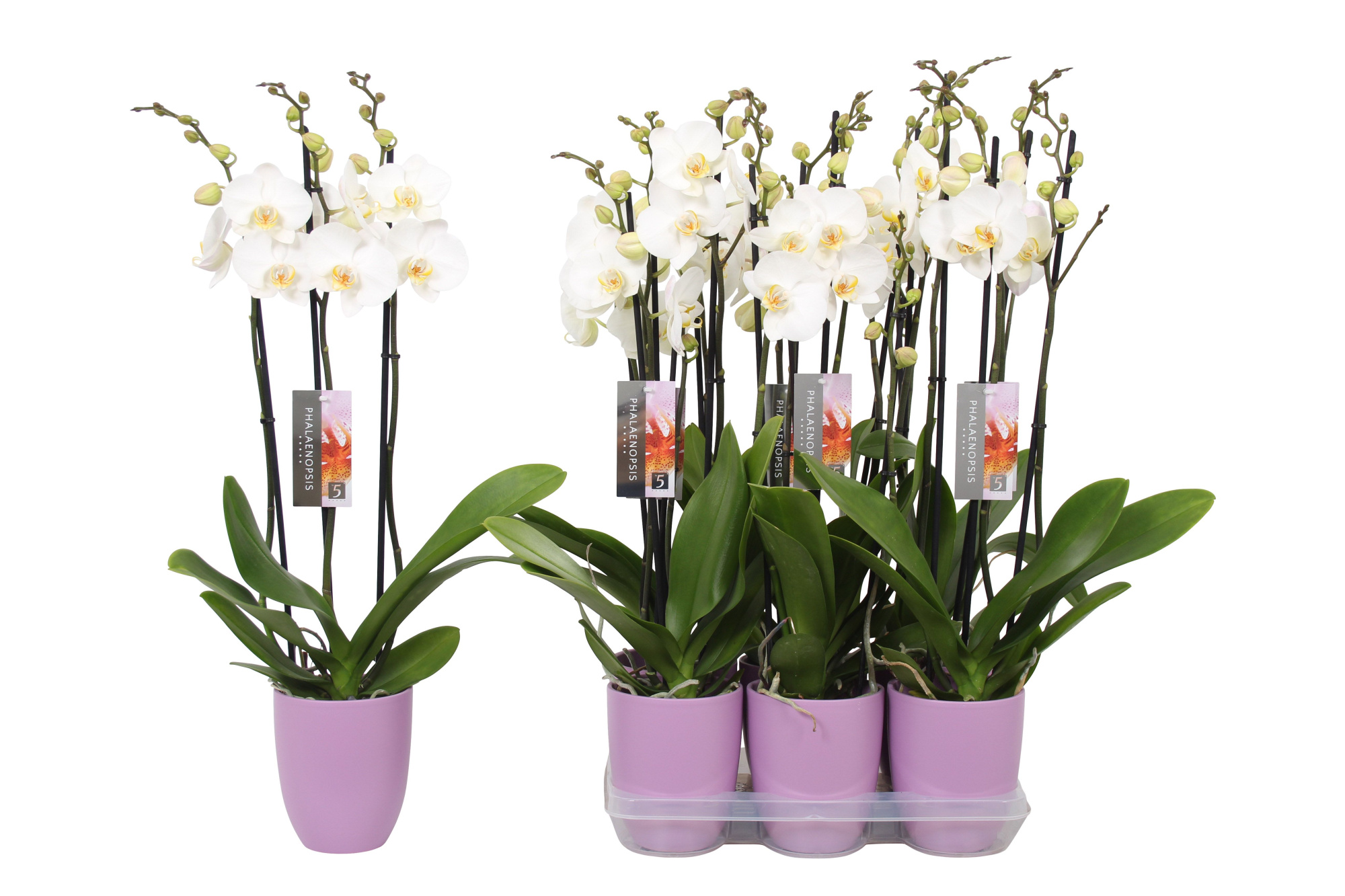 Phalaenopsis White, 3-spike Lilac Ceramics, D 12 cm
