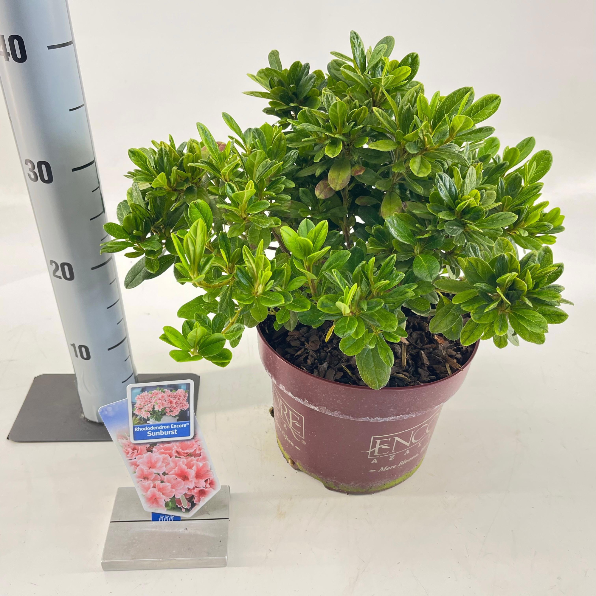 Rhododendron ENCORE® Sunburst ('Roblet'PBR), D 23 cm