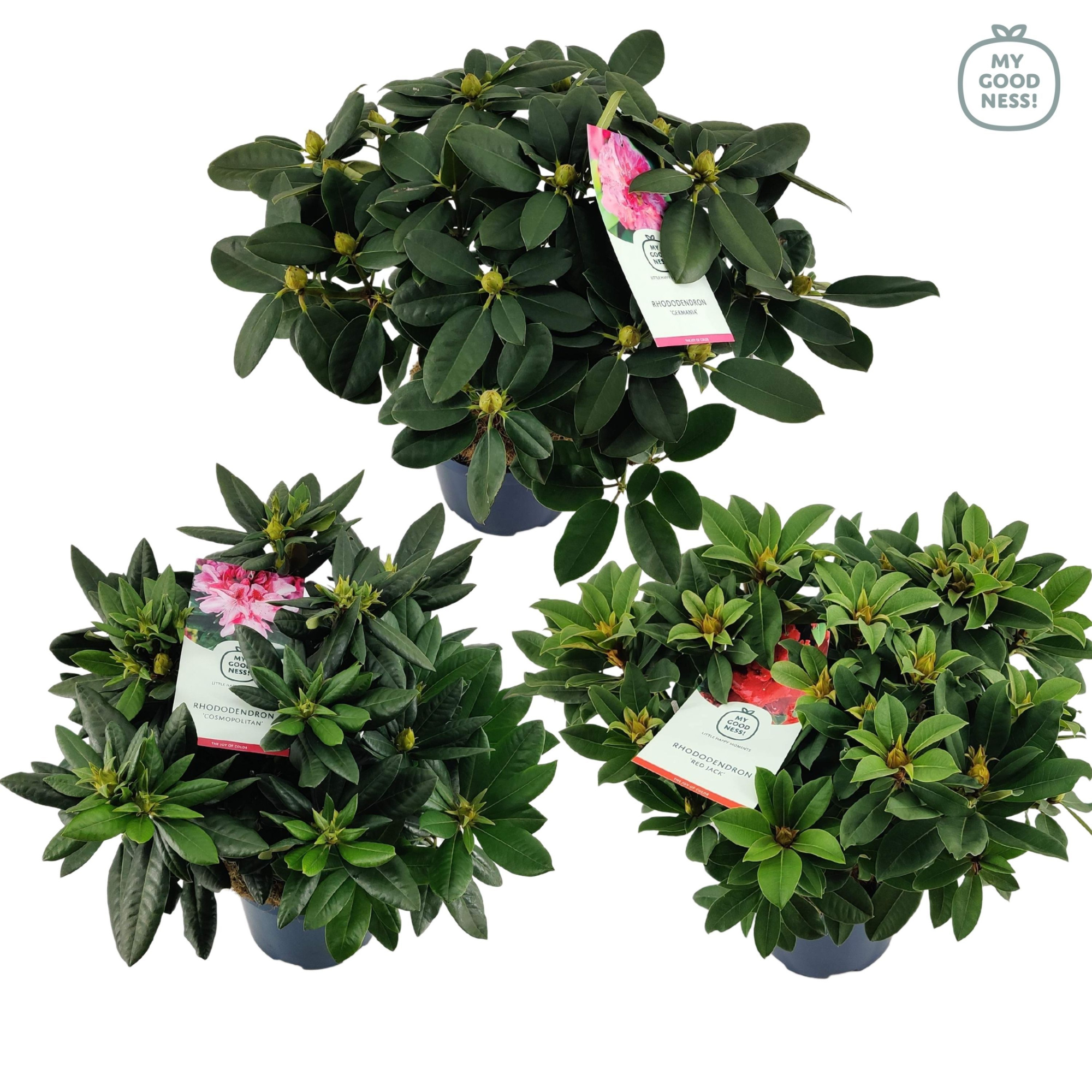 Rhododendron 50-60 /7.5 liter 'Mix', D 26 cm