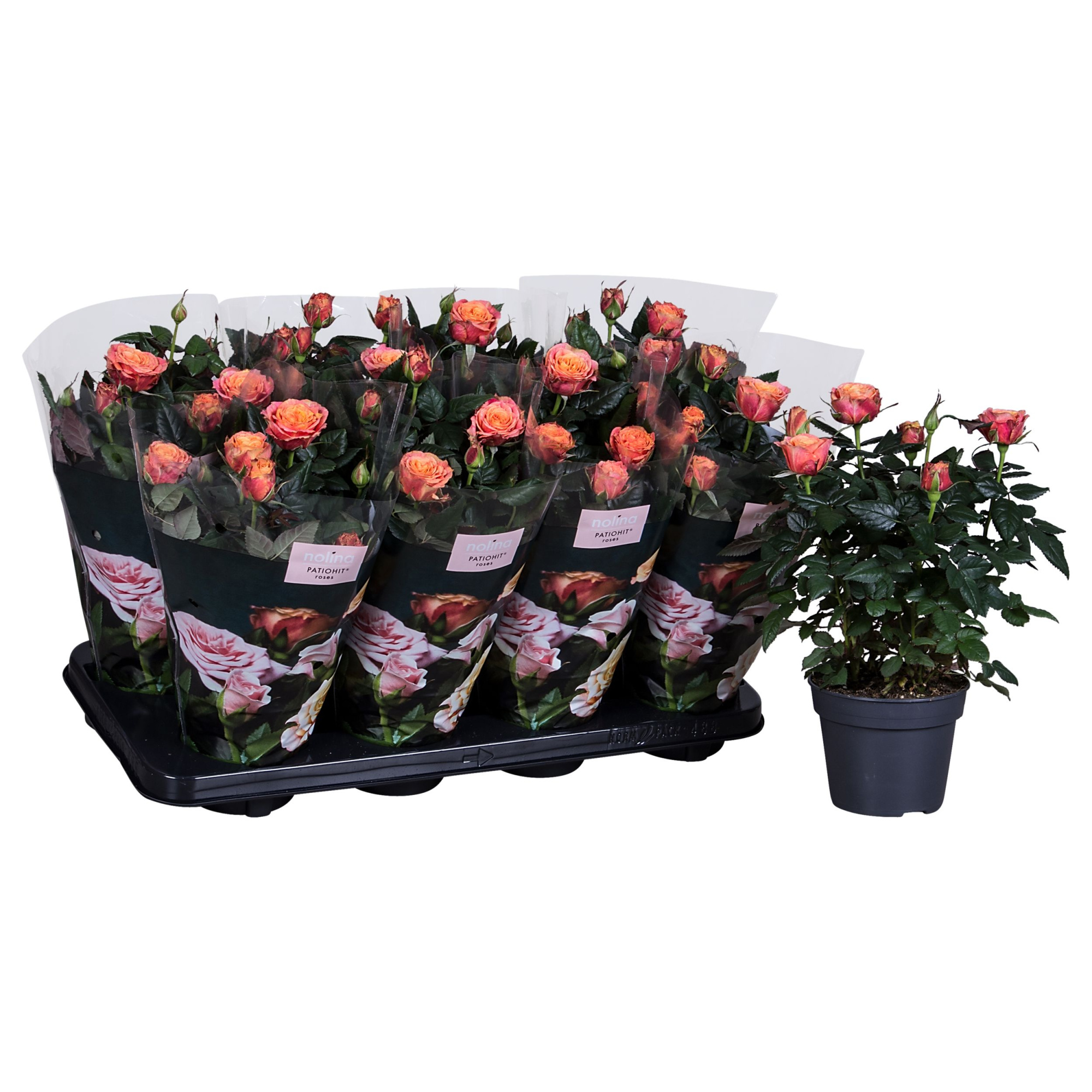 Nolina Roses Ø 13 cm Orange st. 1-2, D 13