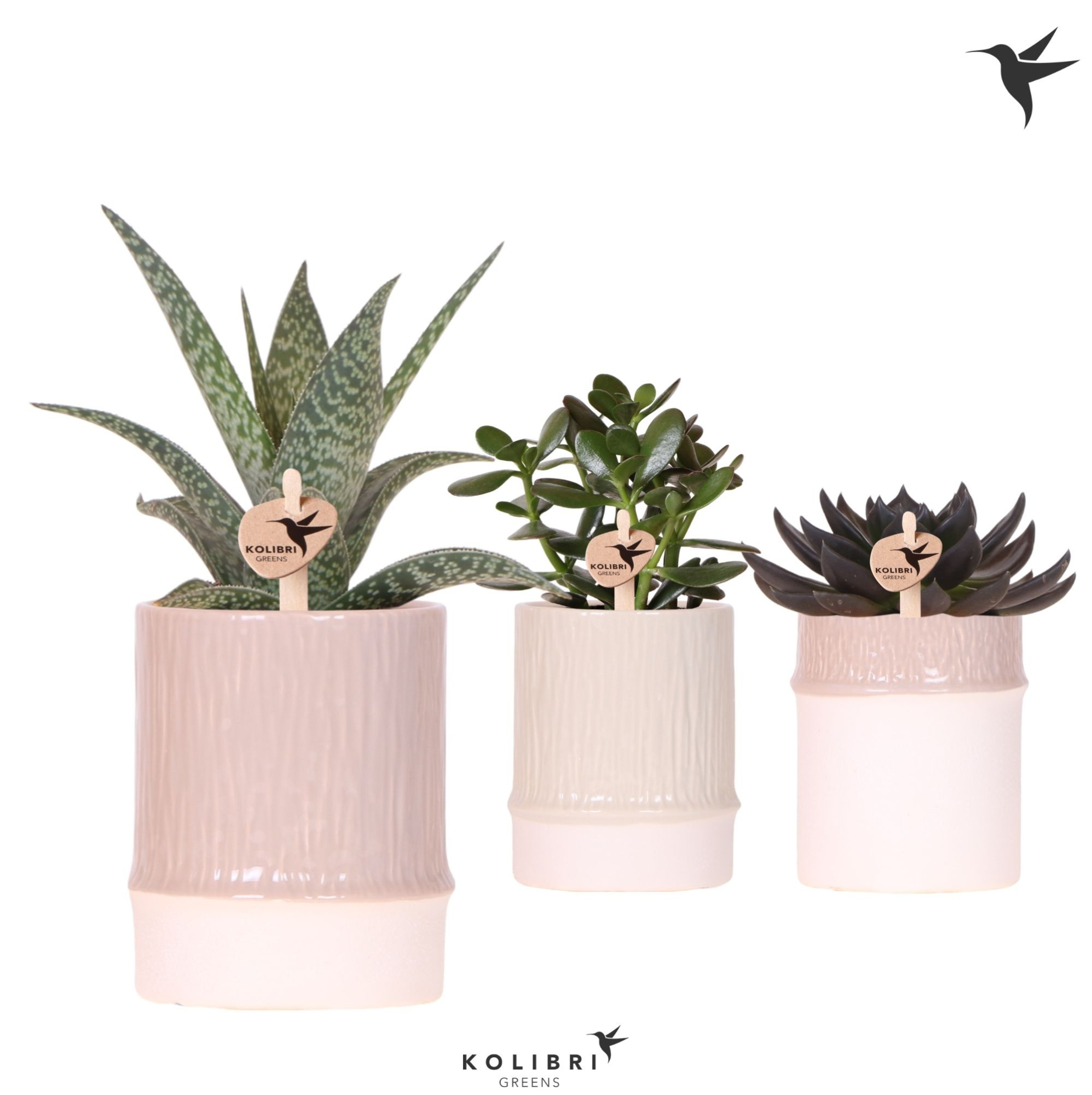 Kolibri Greens Succulenten mix in Bamboo pot mix, D 9 cm