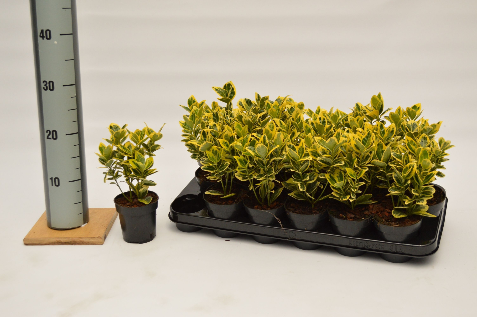 Euonymus j. Marieke lang, D 9,5