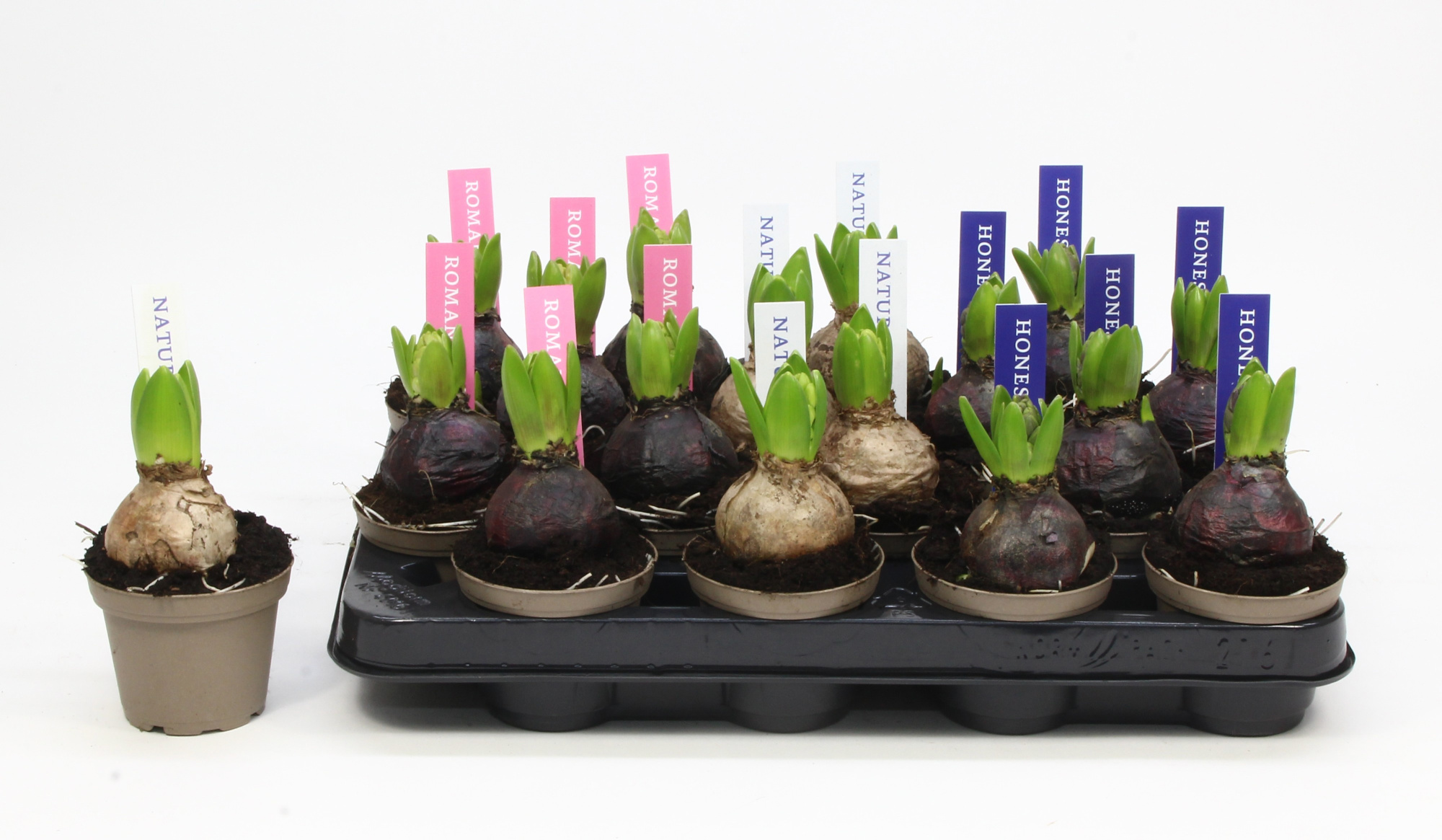 HYACINT MIX 08 KLOK ETIKET, D 8