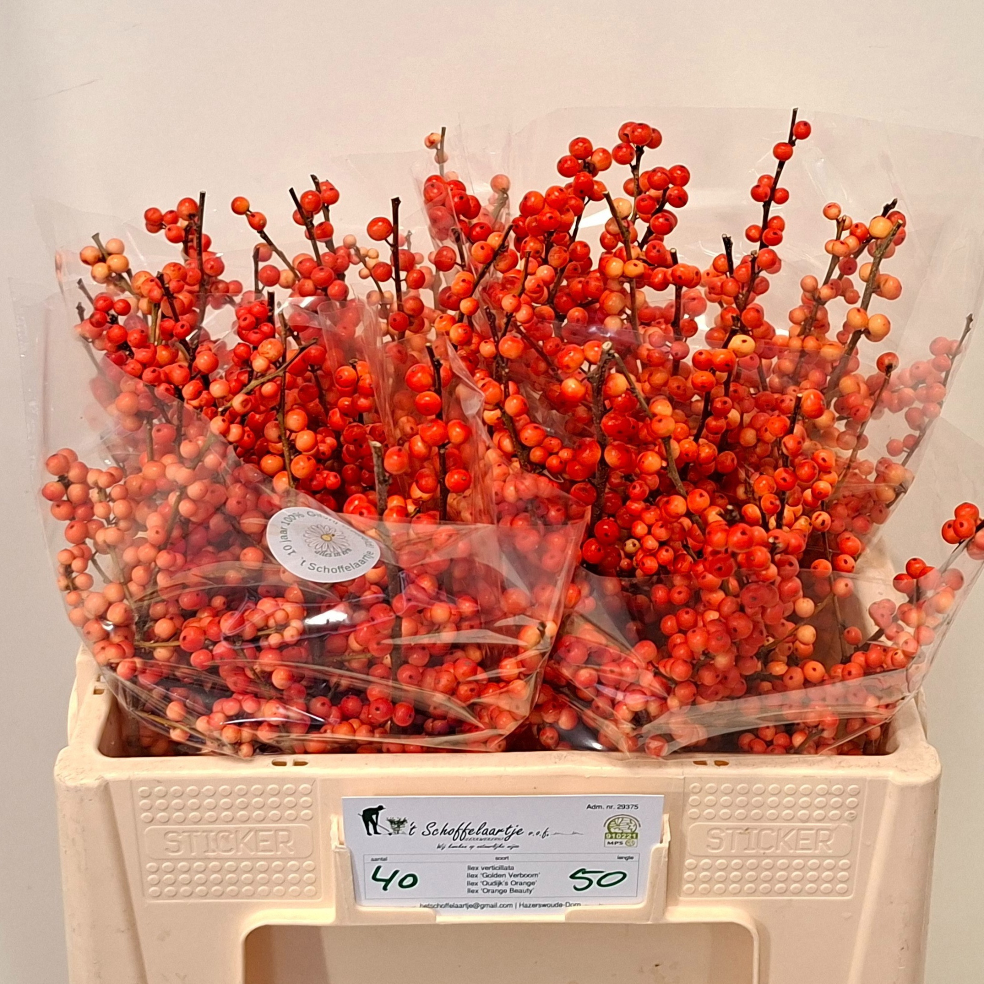 Илекс Аудайкс Оранж 50, шт.