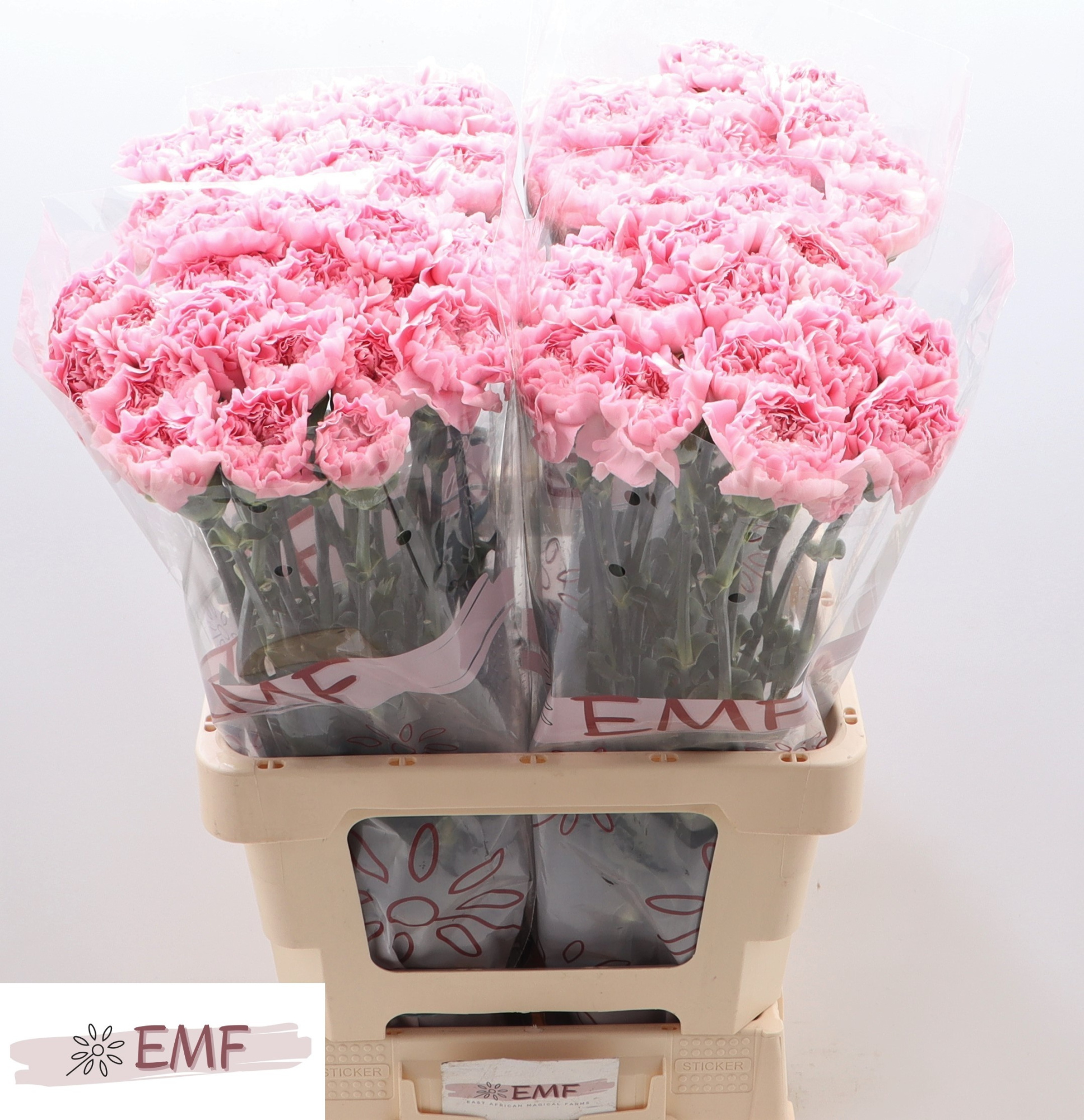 Диантус од. Джулия, шт.