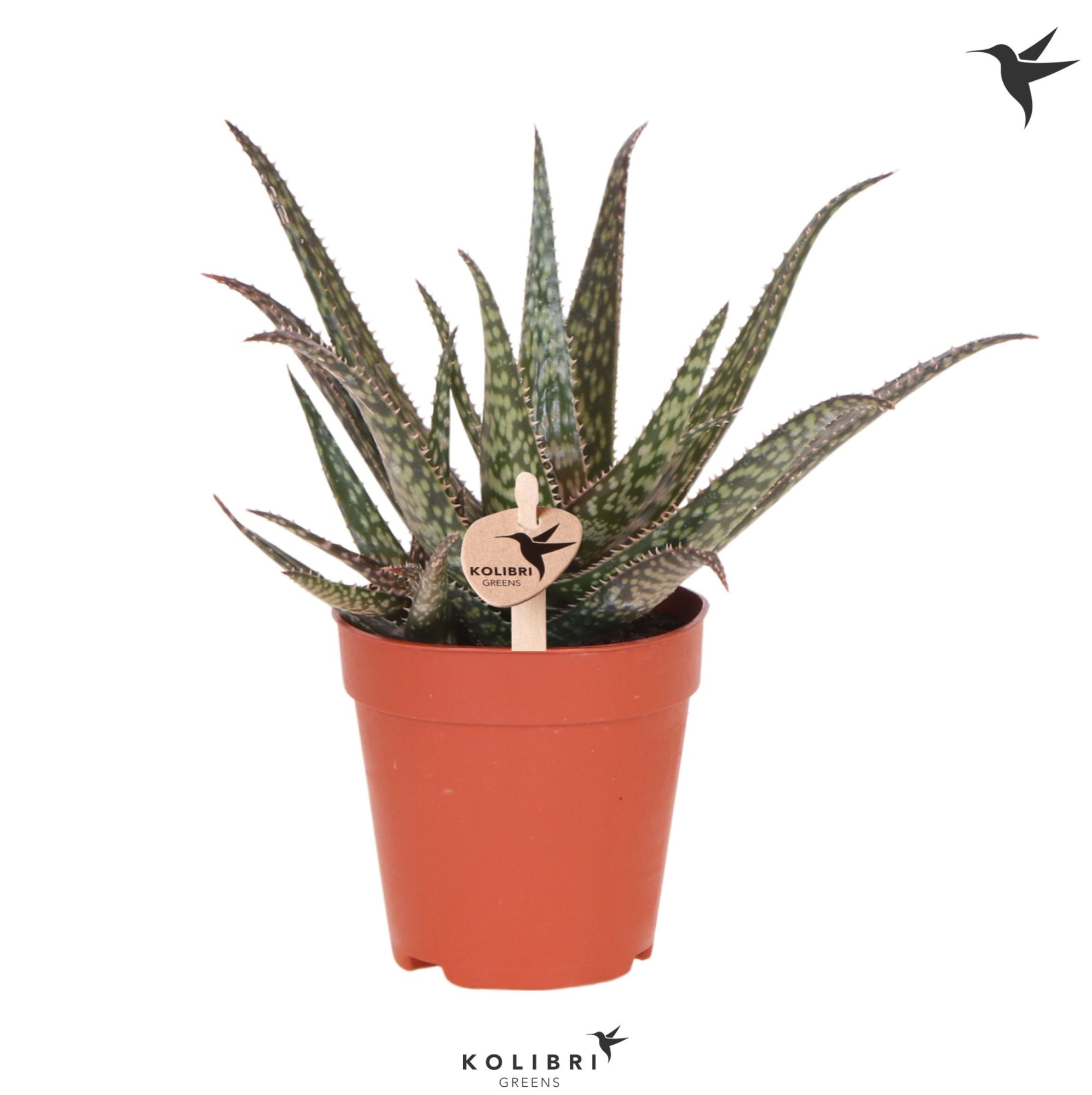 Kolibri Greens Succulenten Aloë Saponi, D 9 cm