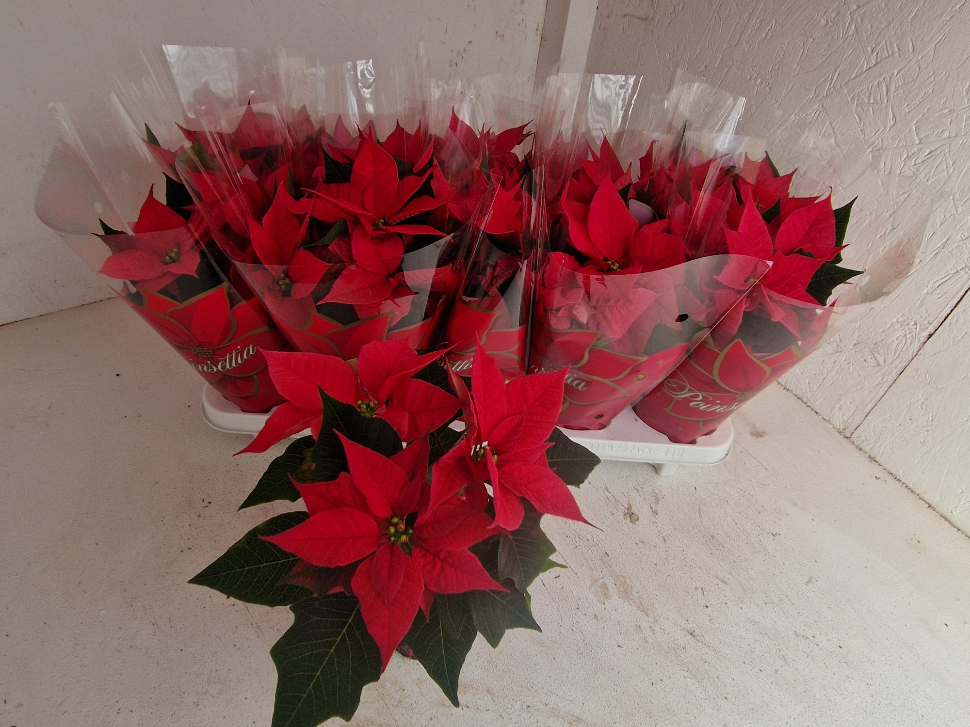 christmas feelings pink, D 11 cm