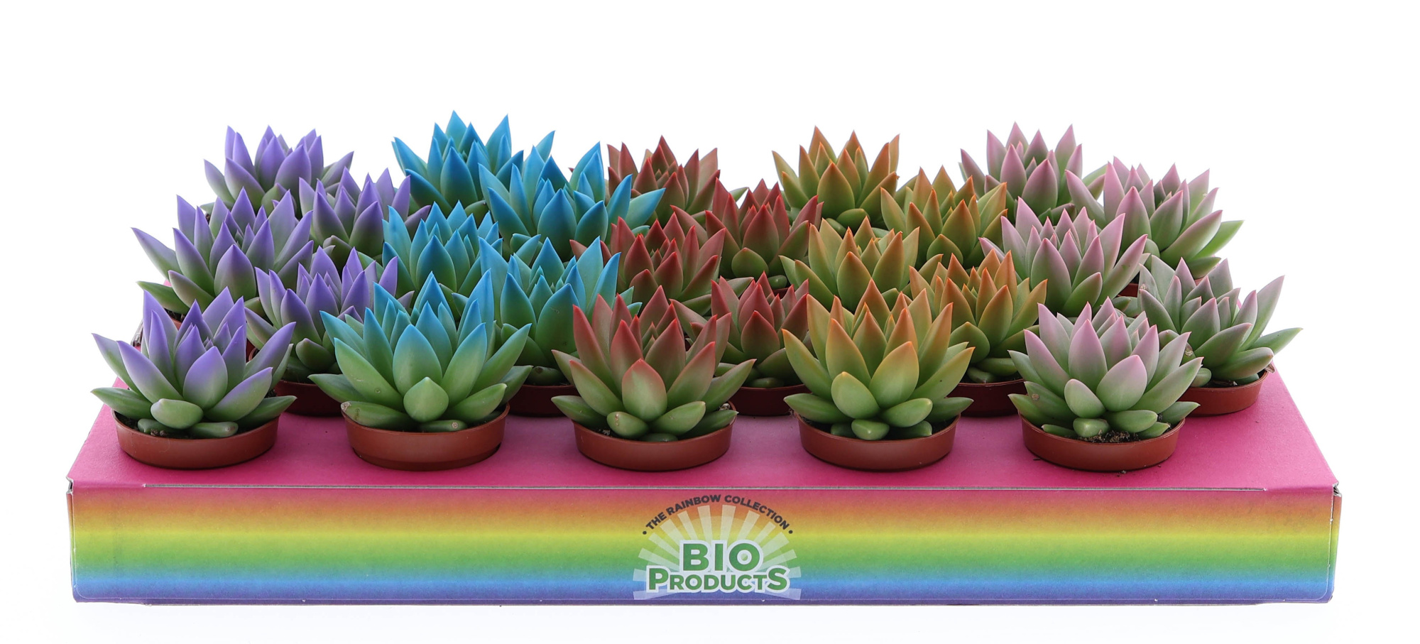 Rainbow tips mix, D 5,5