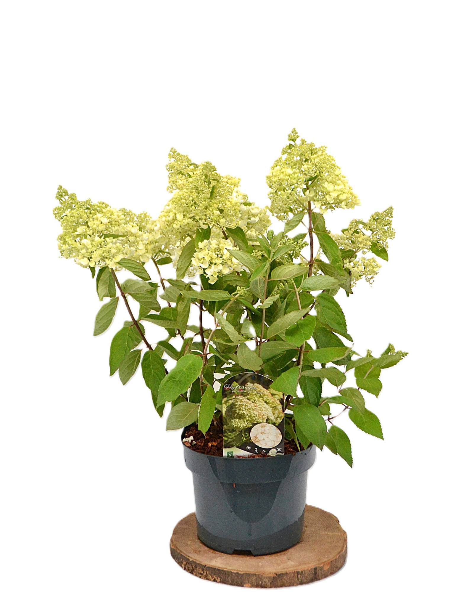 Hydrangea paniculata Grandiflora C5, D 23