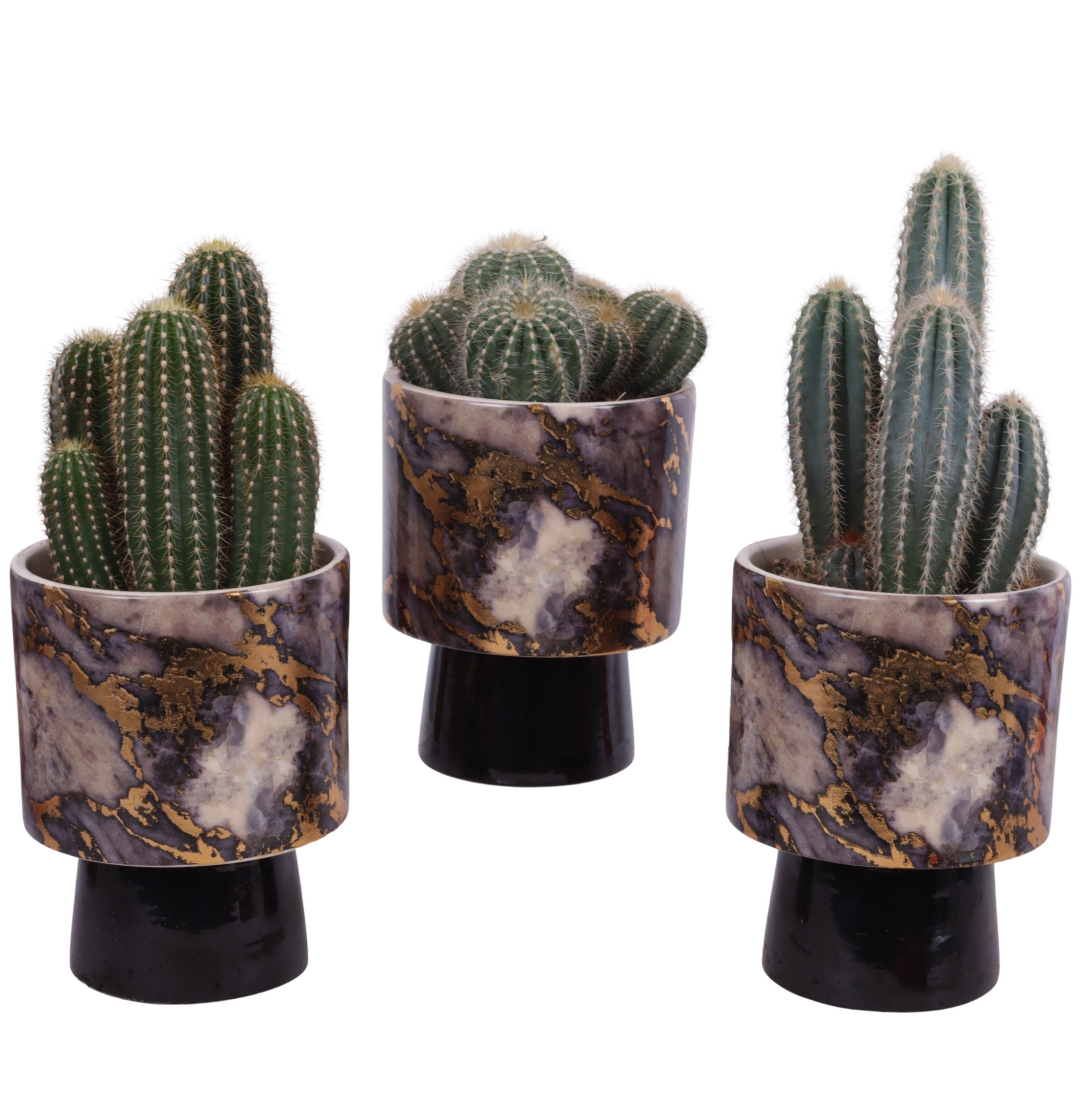 Cactus mix Ø12cm in Ø14cm Ceramic PL672, D 14