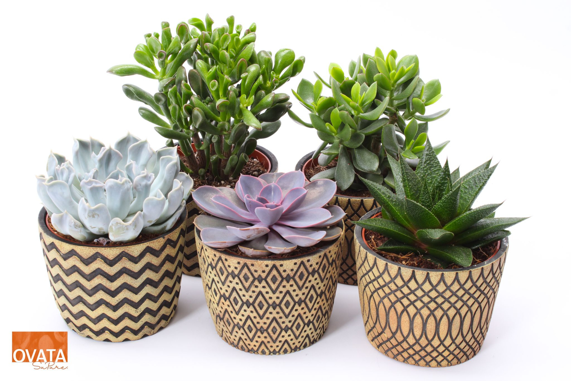 Succulent mix in Cancun 14 UK - NON CITES, D 14 cm