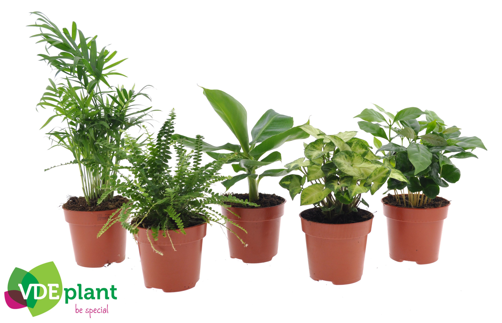 Fresh Green mix 12cm, D 12 cm