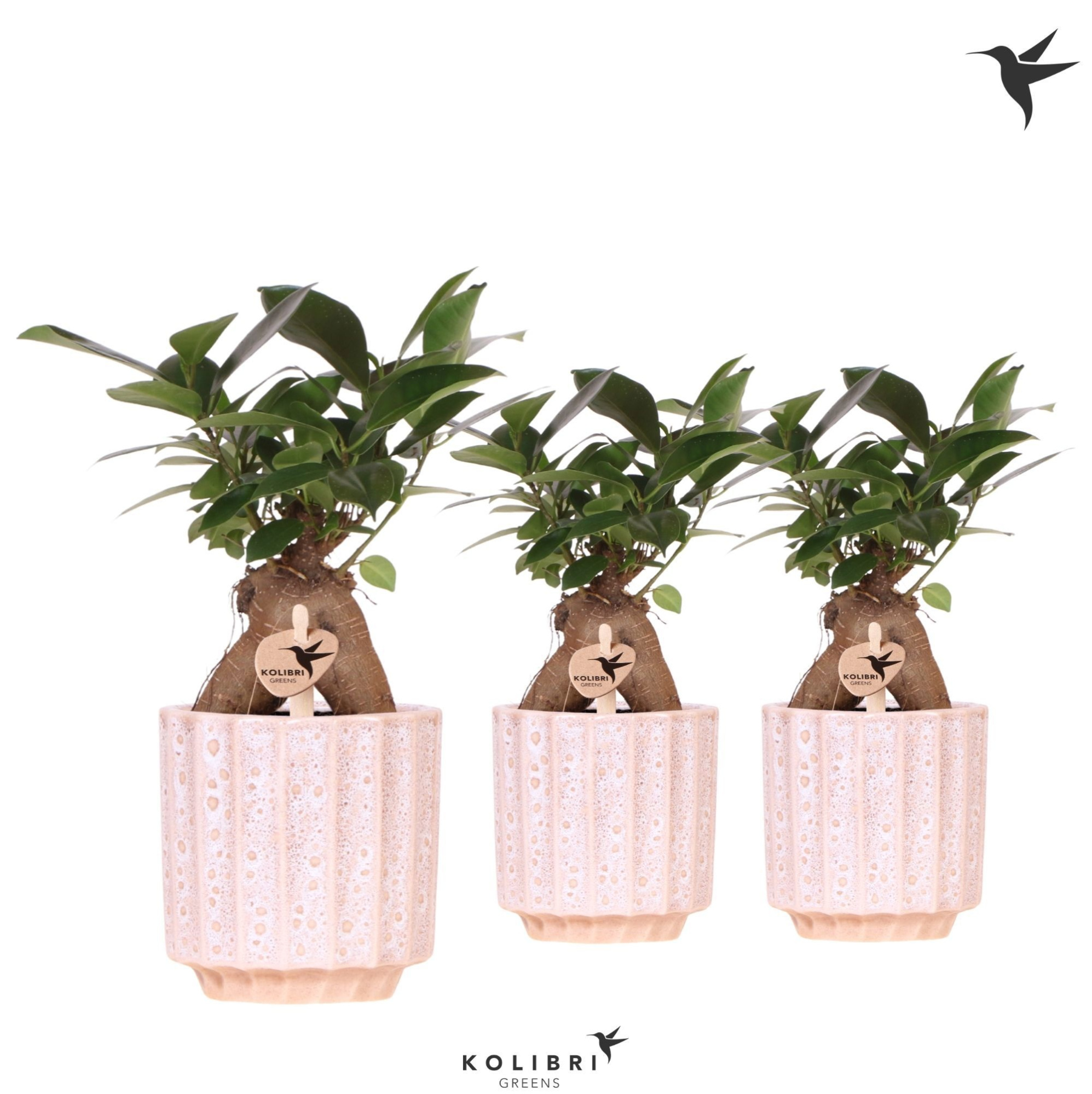 Kolibri Greens Ficus Ginseng Retusa in Flow pot, D 9 cm