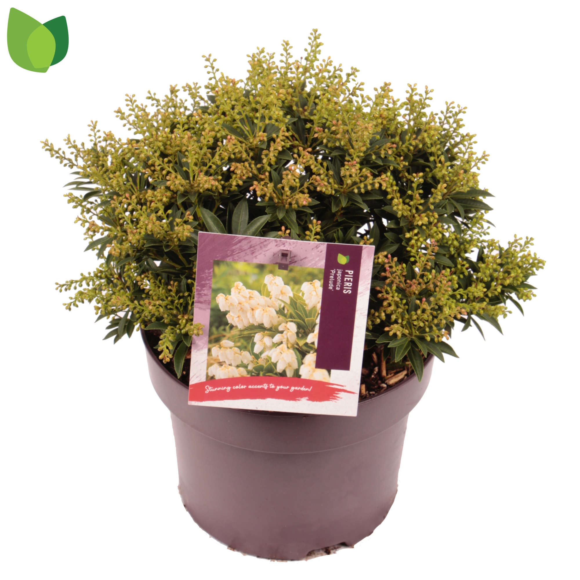 Pieris japonica 'Prelude' C5/P23, D 23