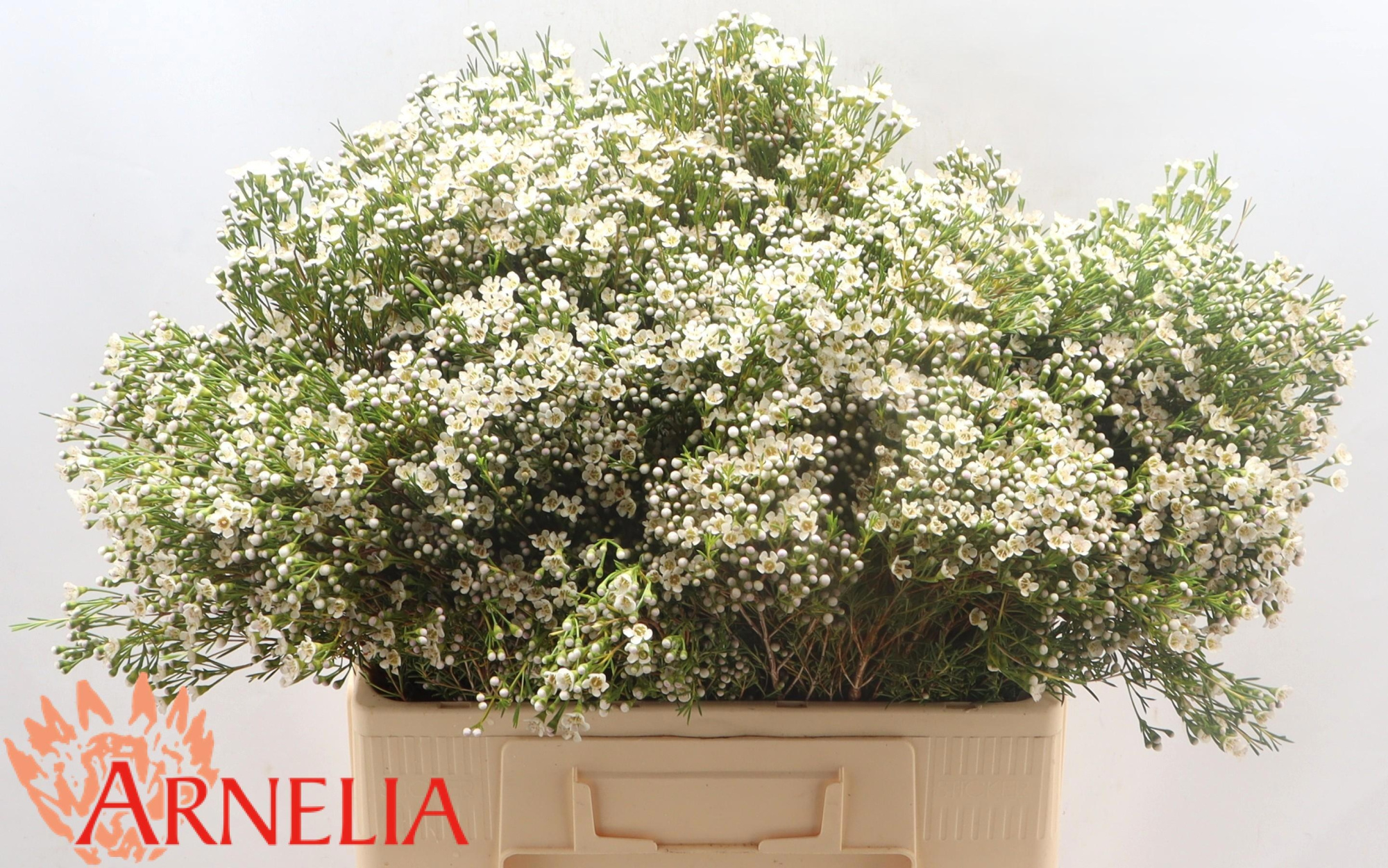 Шамелациум Перл Баттонс 60, шт.