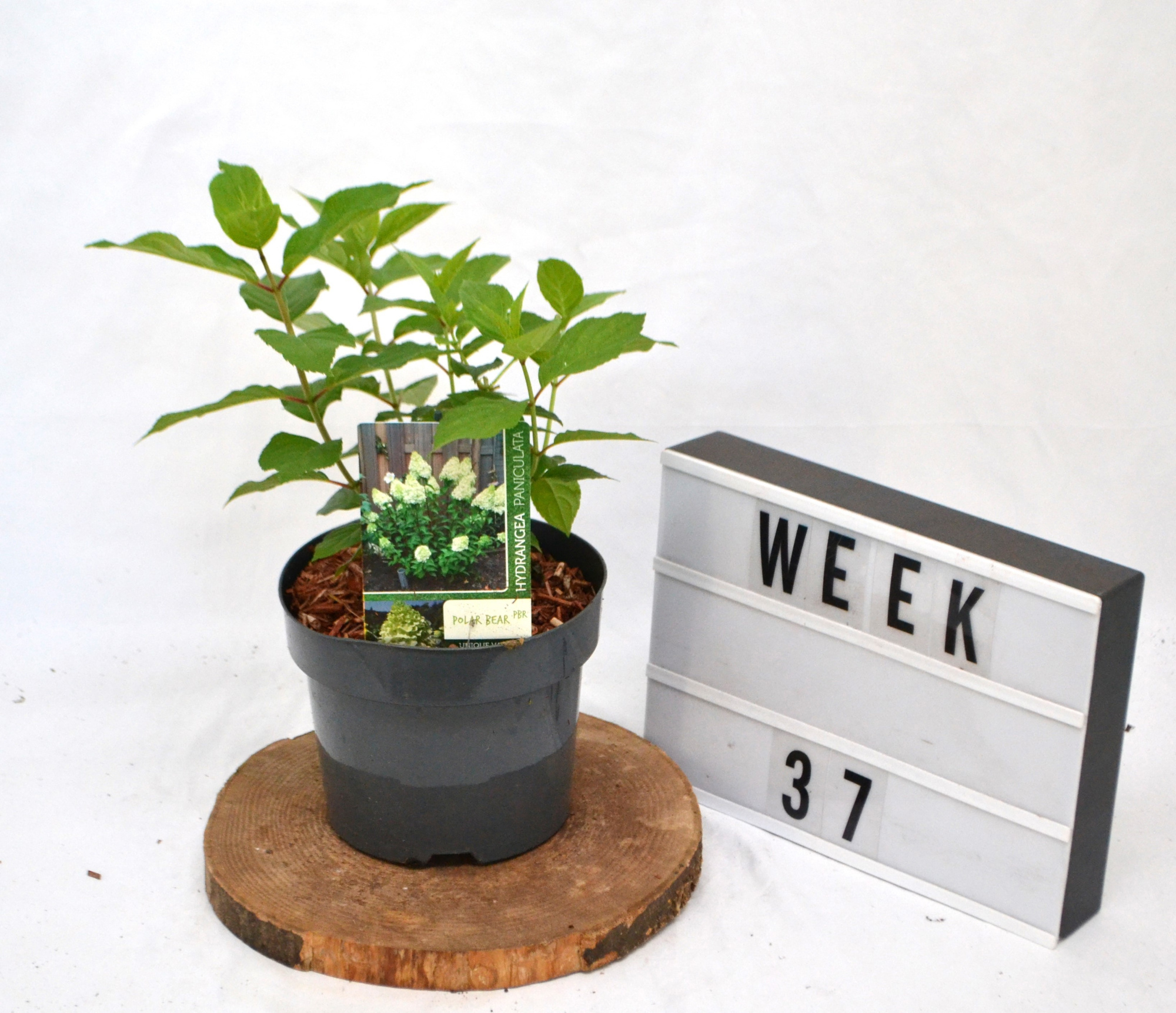 Hydrangea paniculata Polar Bear C3 30-40, D 19 cm