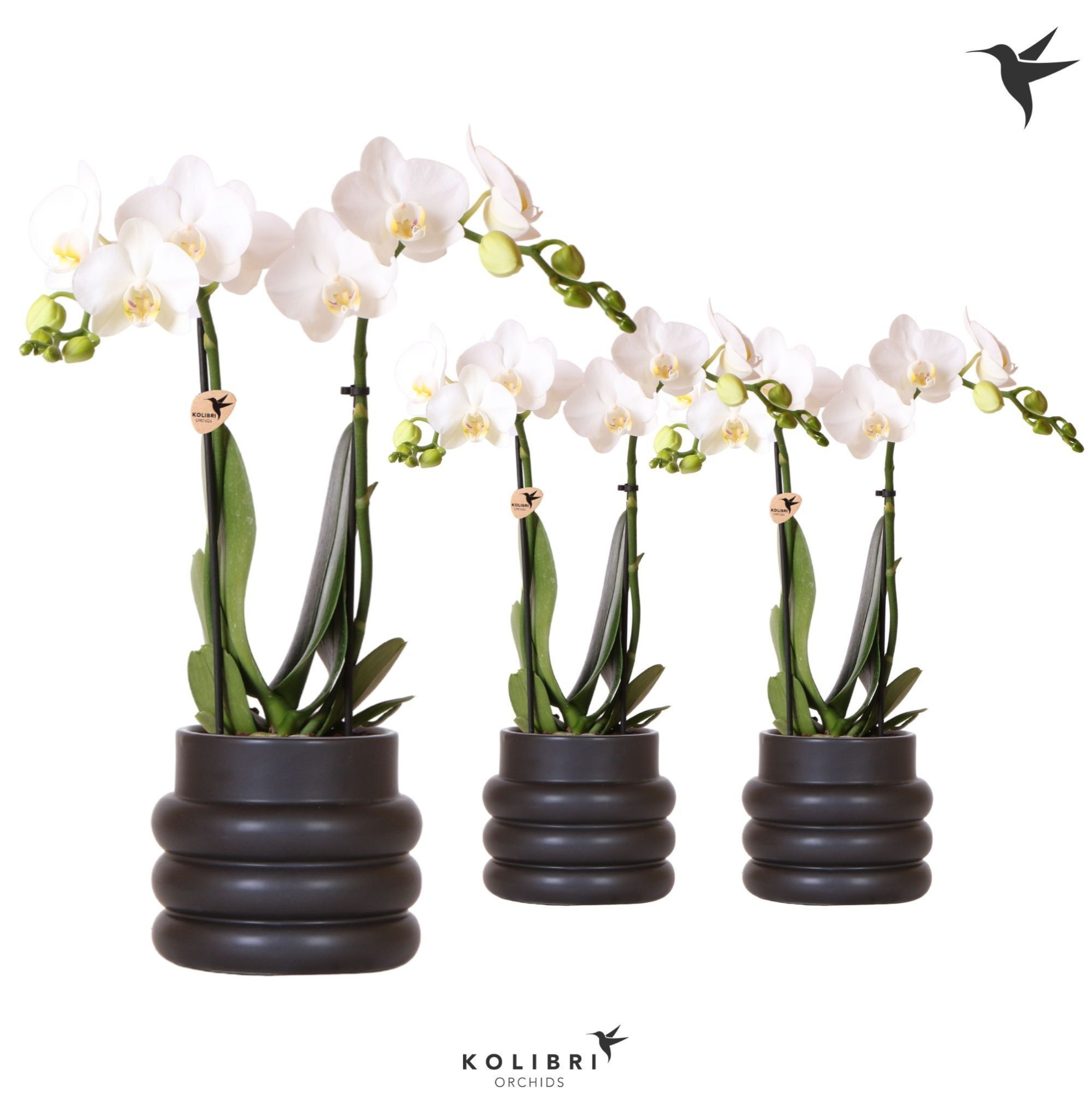 Kolibri Orchids Phalaenopsis white 2 spike in Bubble pot black, D 9