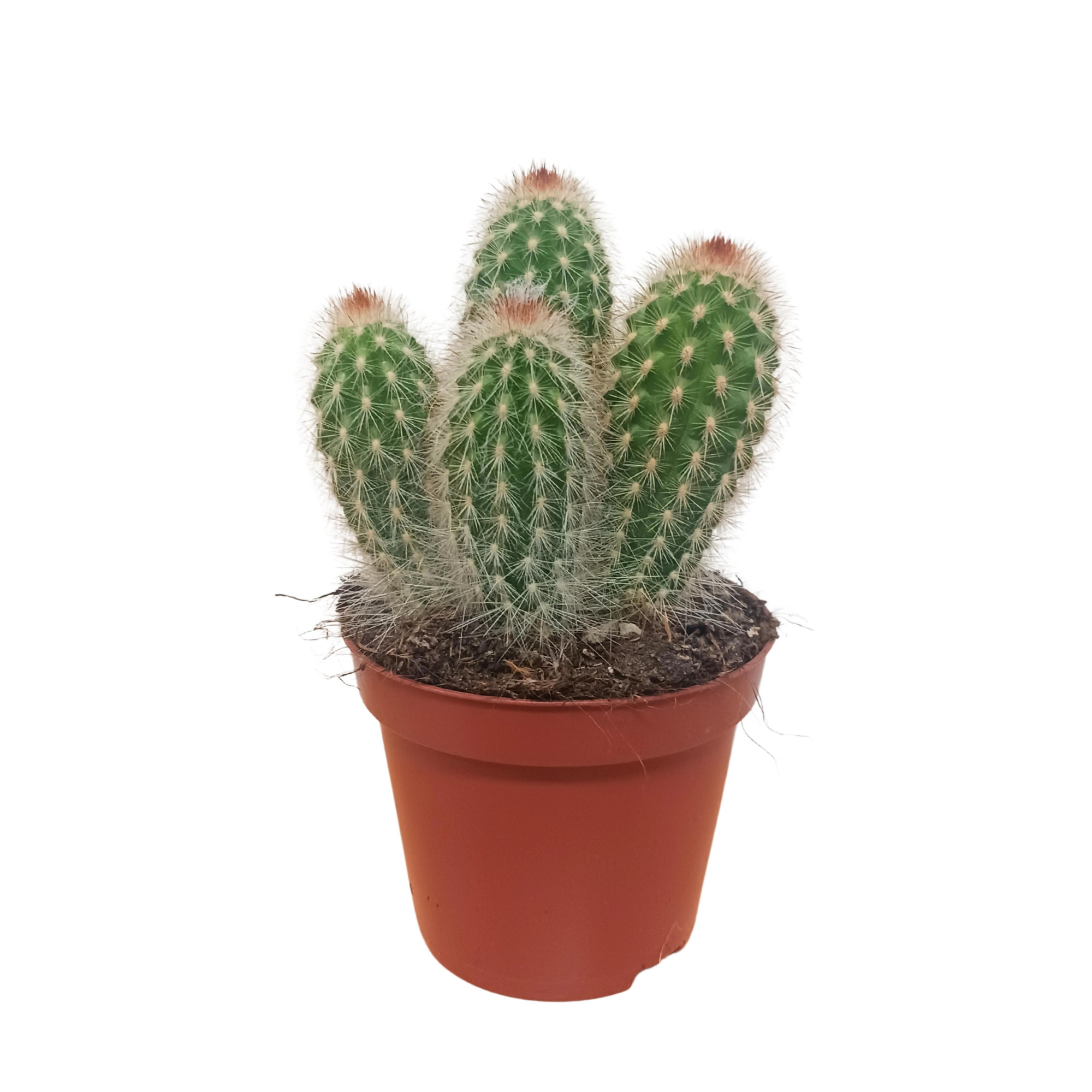 Espostoa mirabilis 8,5 cm, D 8,5 cm