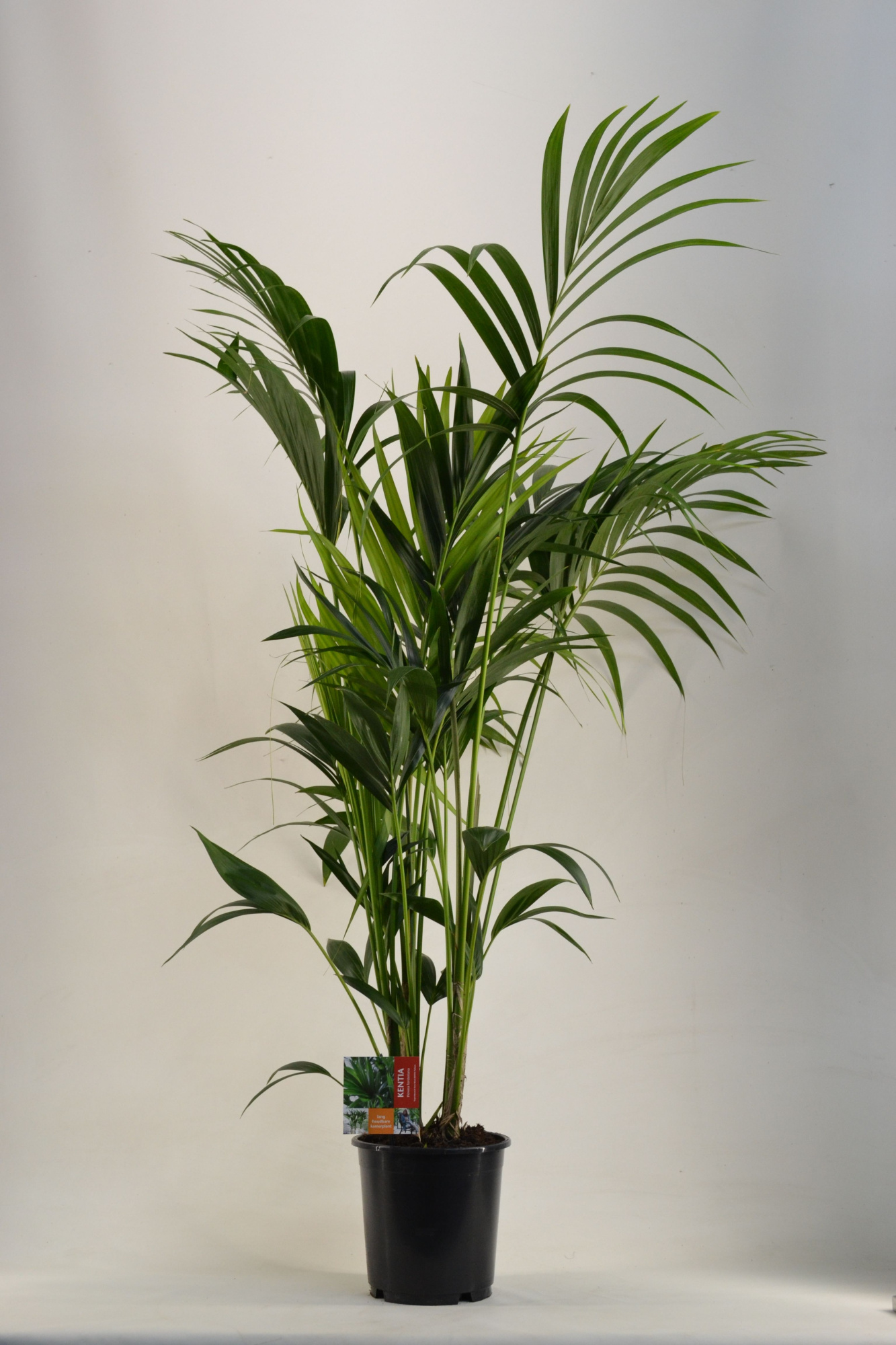 KENTIA - P24 H170 - 6PP (Howea forsteriana), D 24 cm