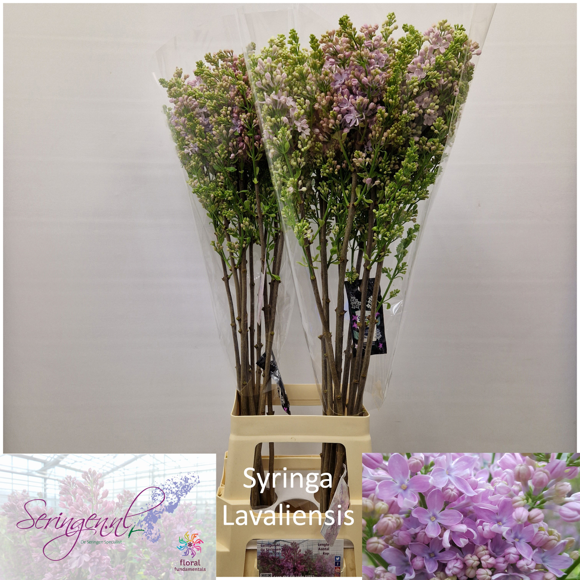 Сирень Лавалиенсис 90 (роз.), шт.