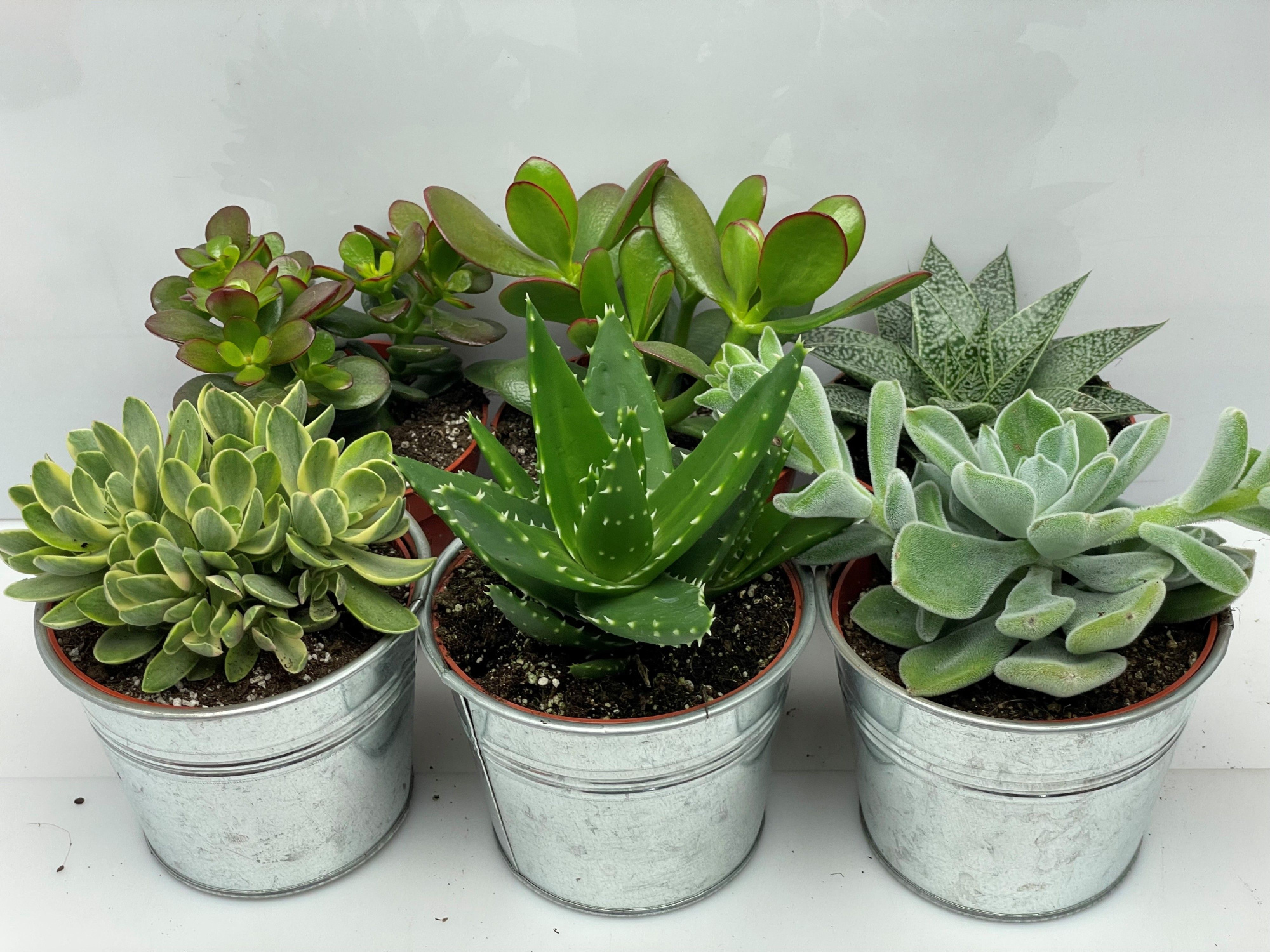 58 Succulent in pot zink 10.5 cm, D 11 cm