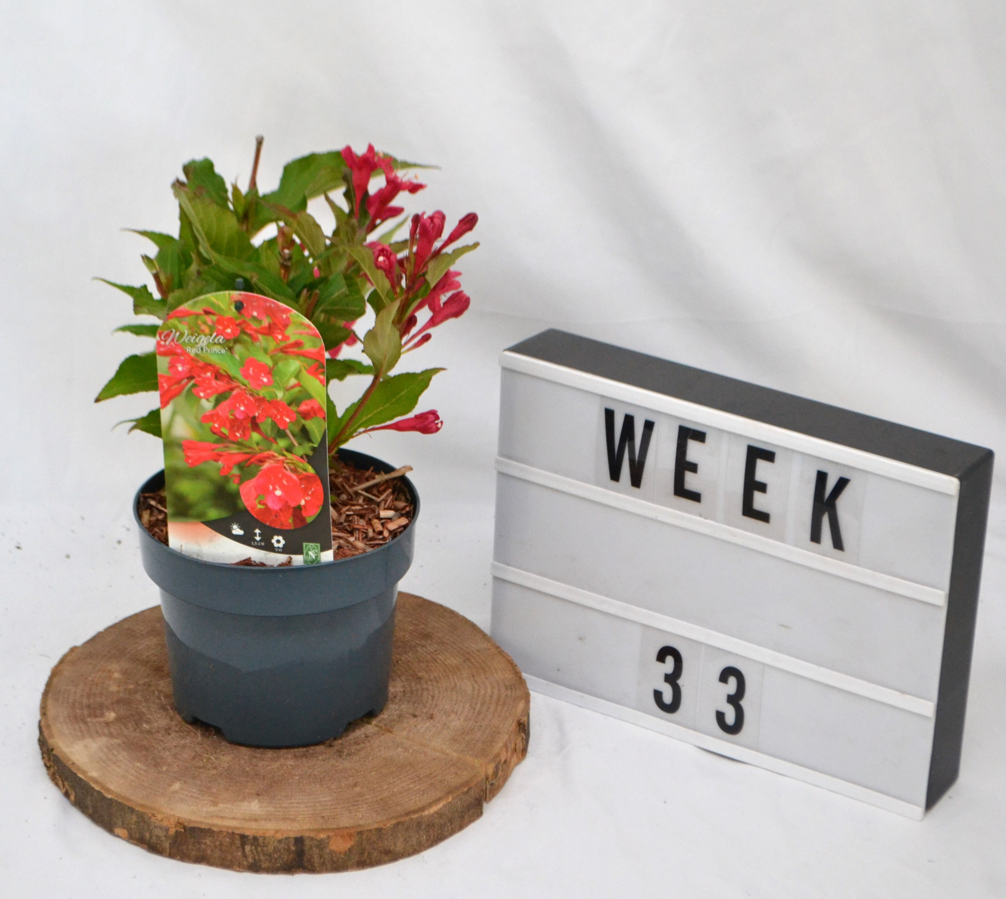 Weigela 'Red Prince' C2, D 17 cm