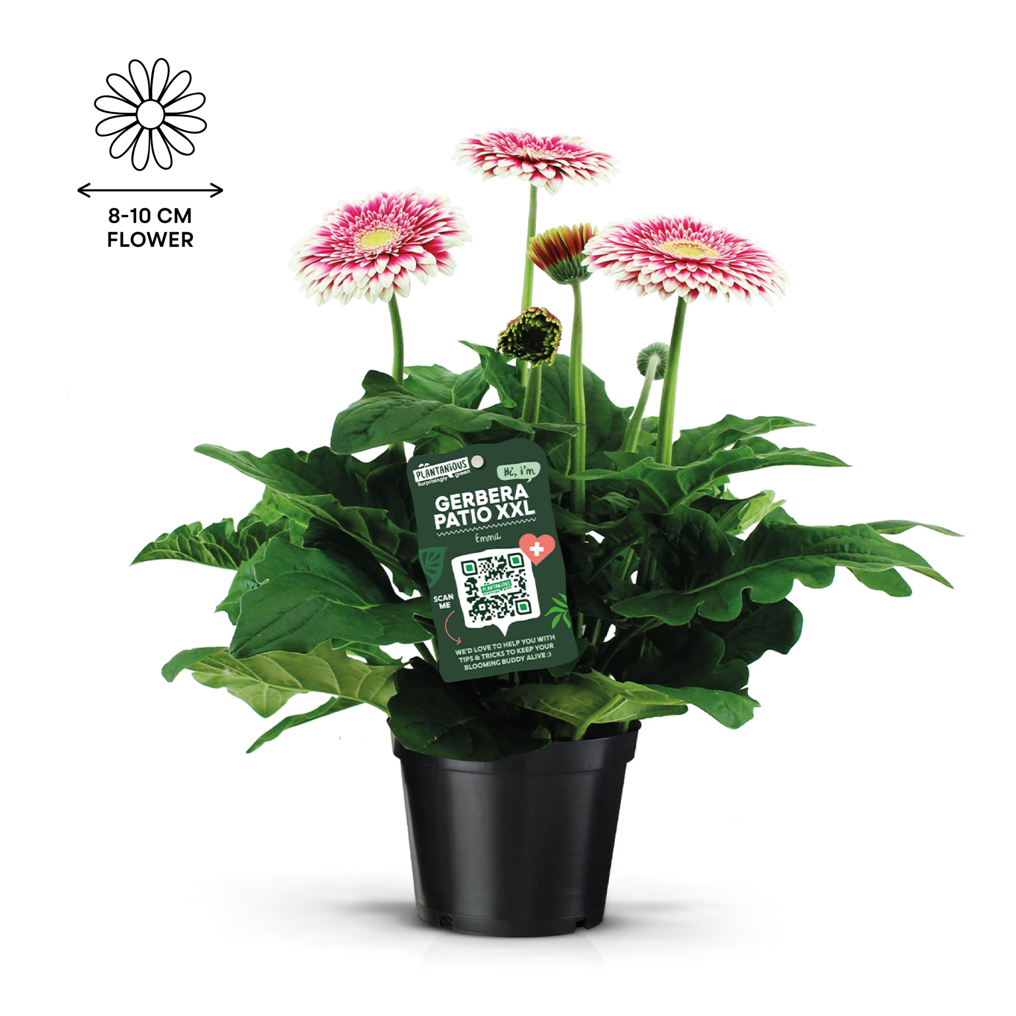 Gerbera Patio XXL Roze, D 21