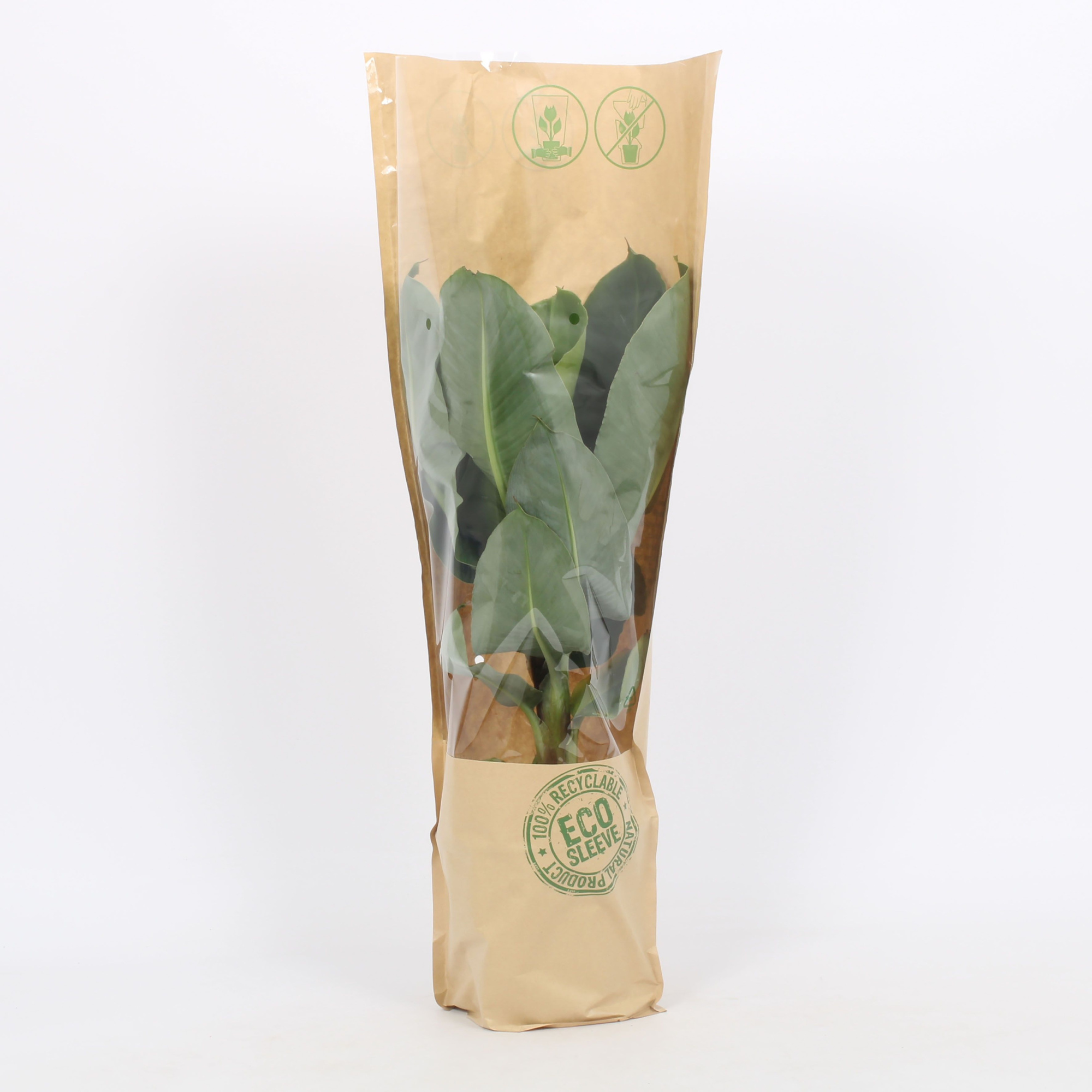 Musa Tropicana 19cm eco hoes, D 19 cm