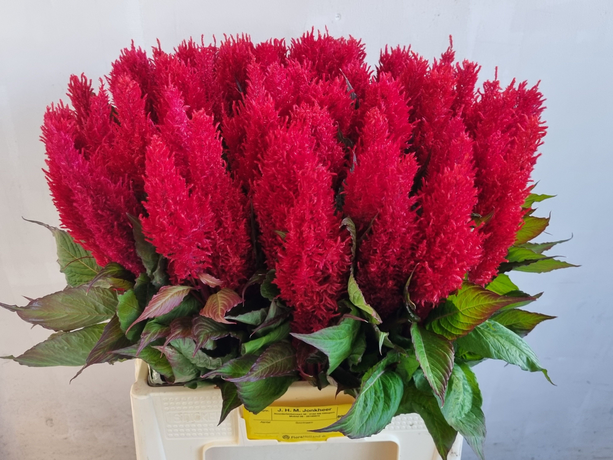 Целозия Плюмоза Сентури Рэд 60, шт.