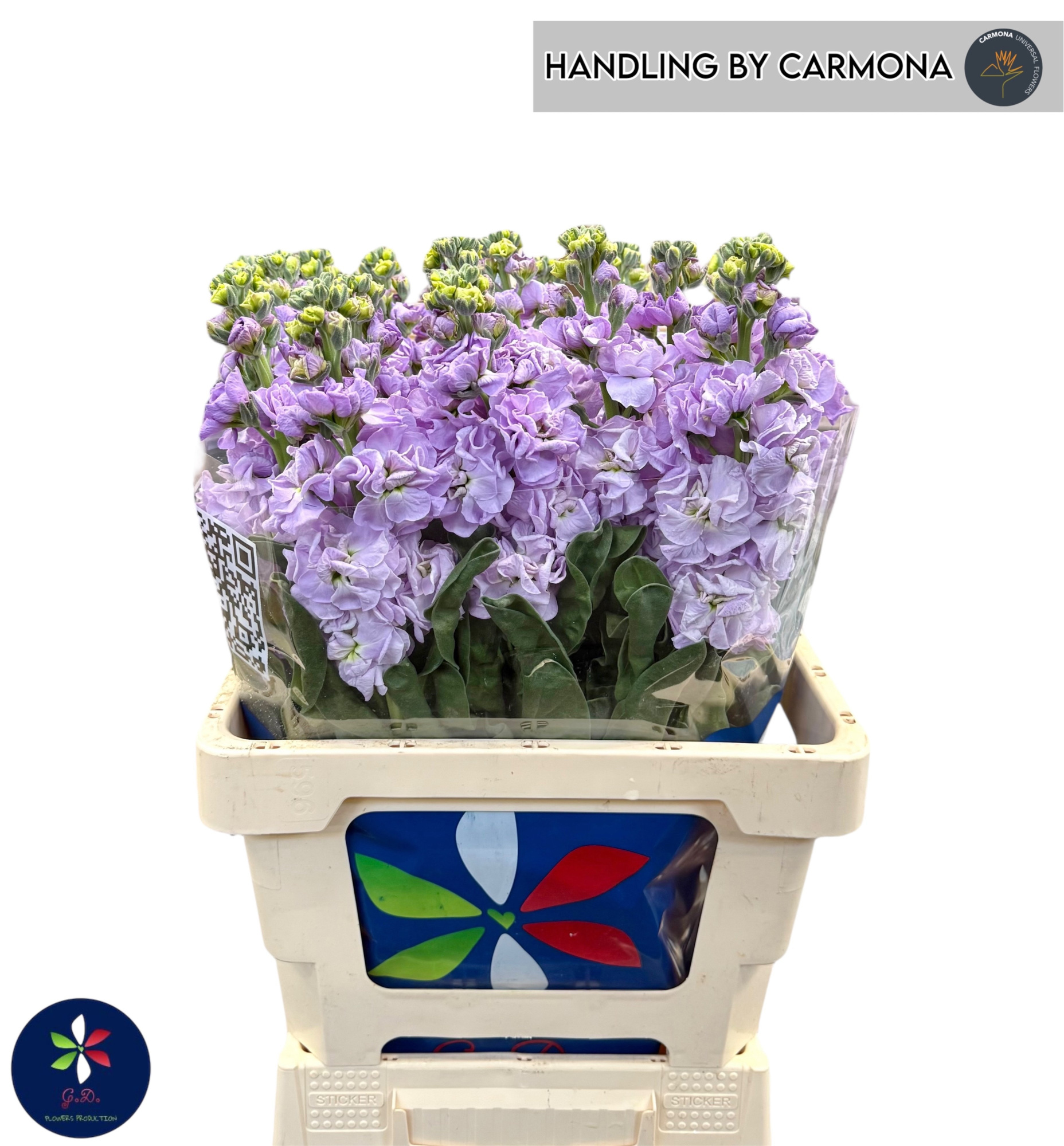 Маттиола од. Айрон Марин 60, шт.