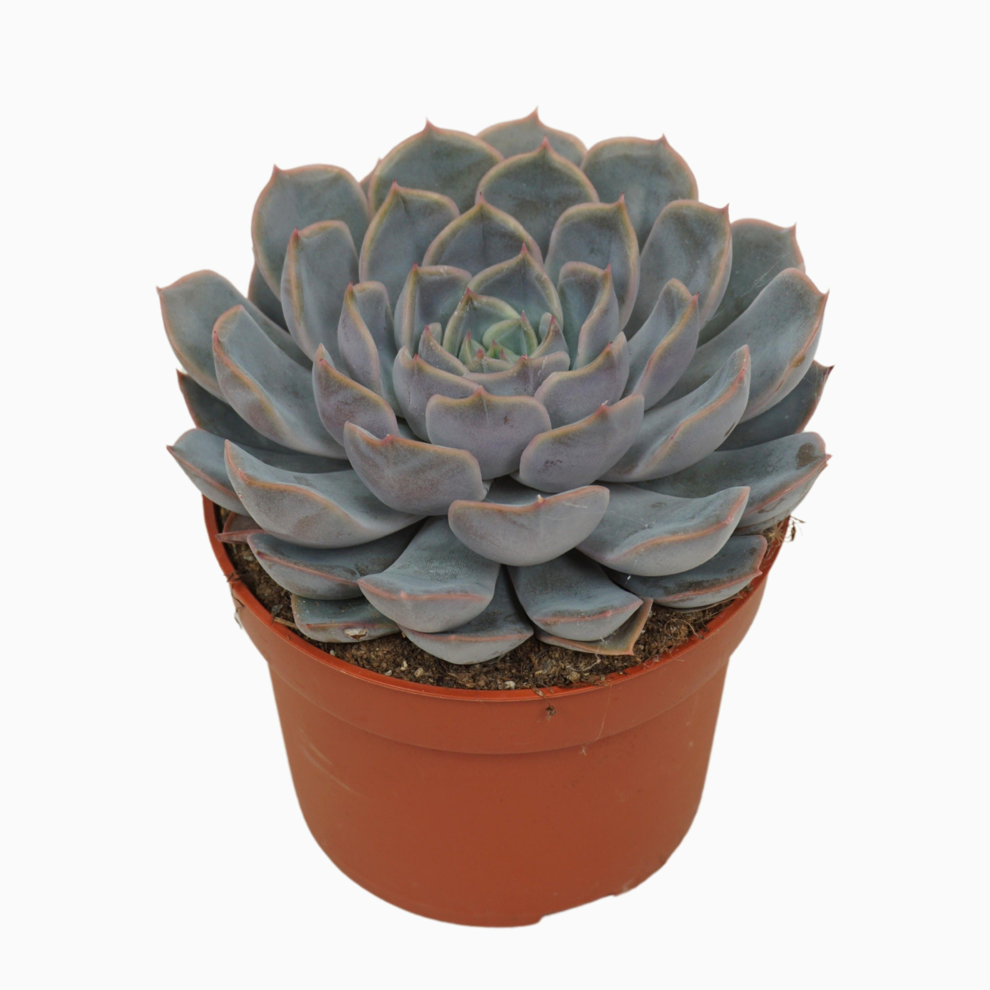 Echeveria orion 10,5 cm, D 10,5 cm