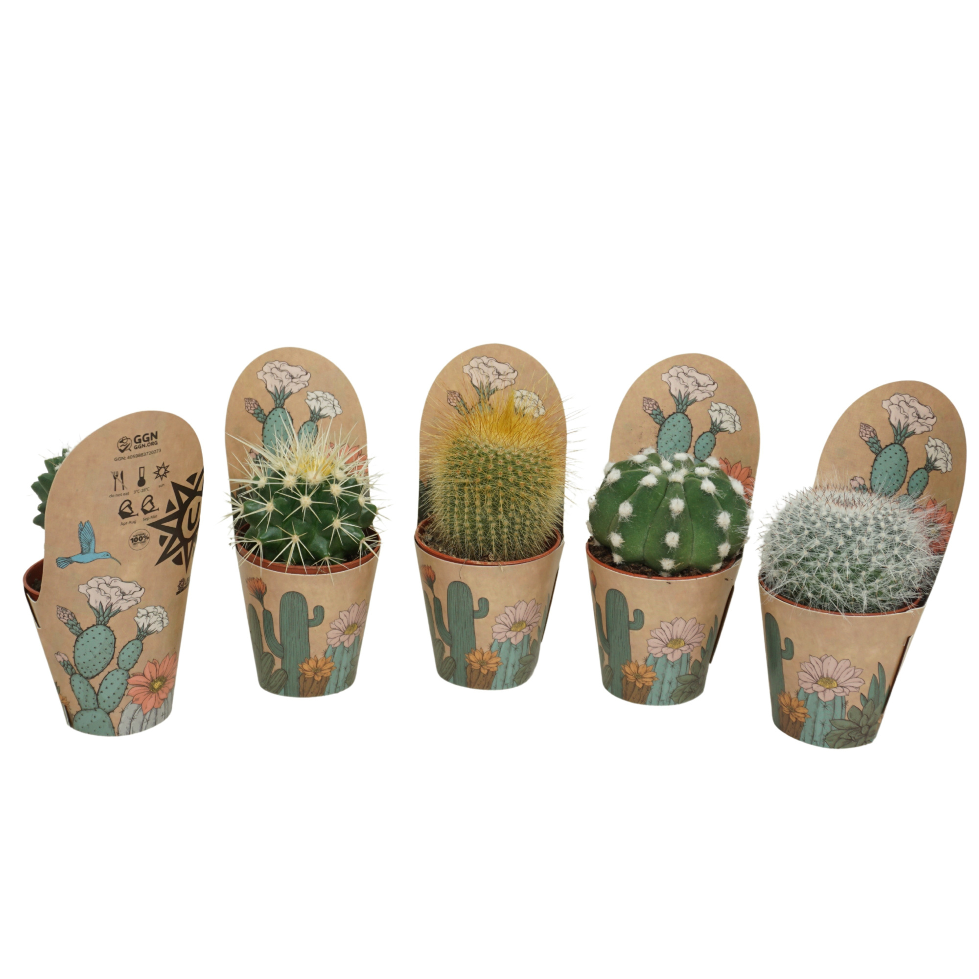 Bolcactus mix 5,5 cm in Ubink potcover, D 5,5 cm