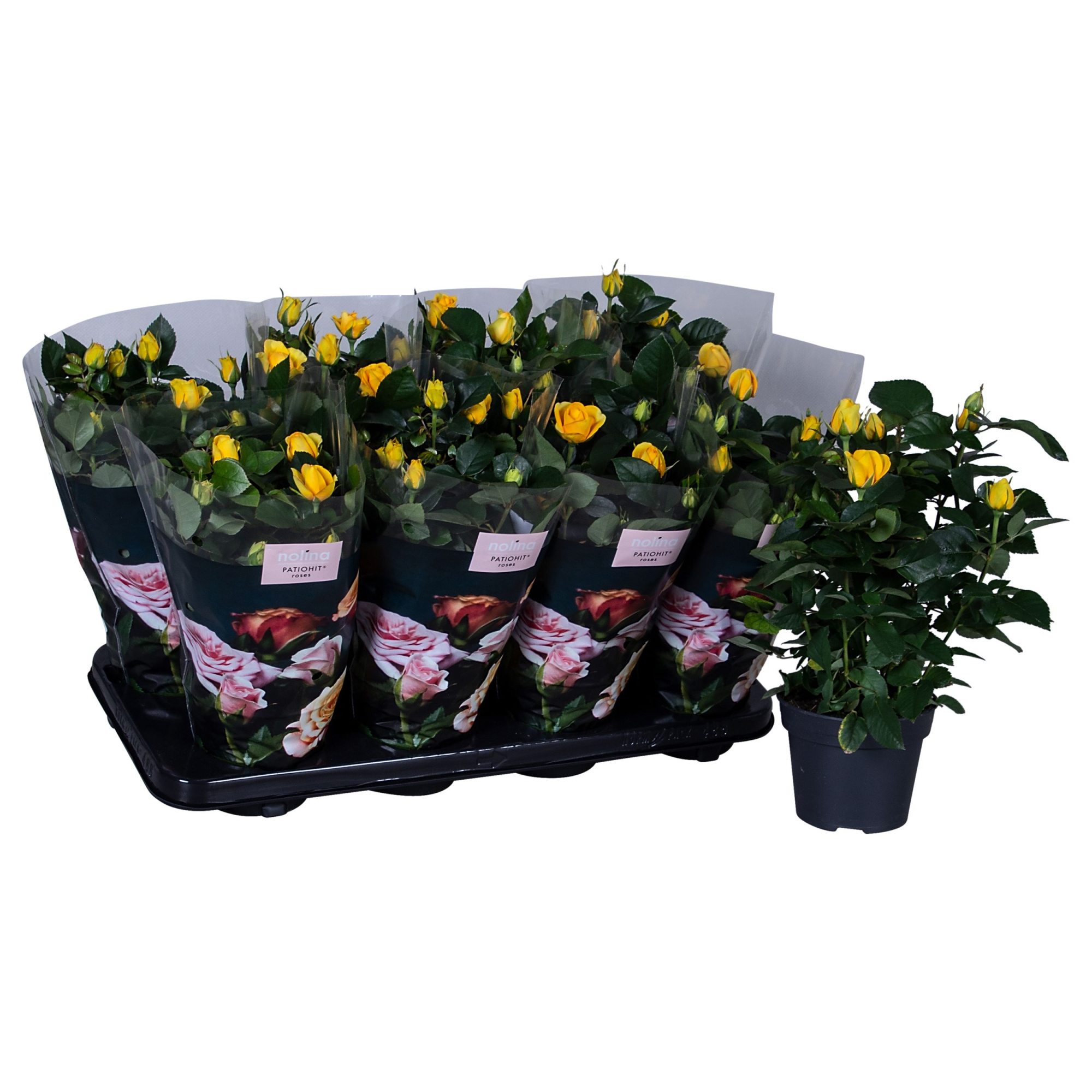 Nolina Roses Ø 13 cm Yellow st. 0-1, D 13 cm