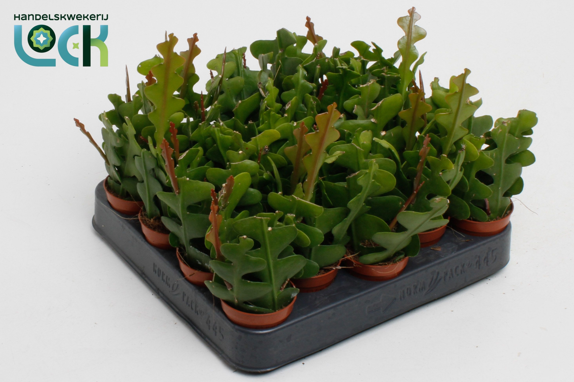 Epiphyllum Anguliger, D 5,5