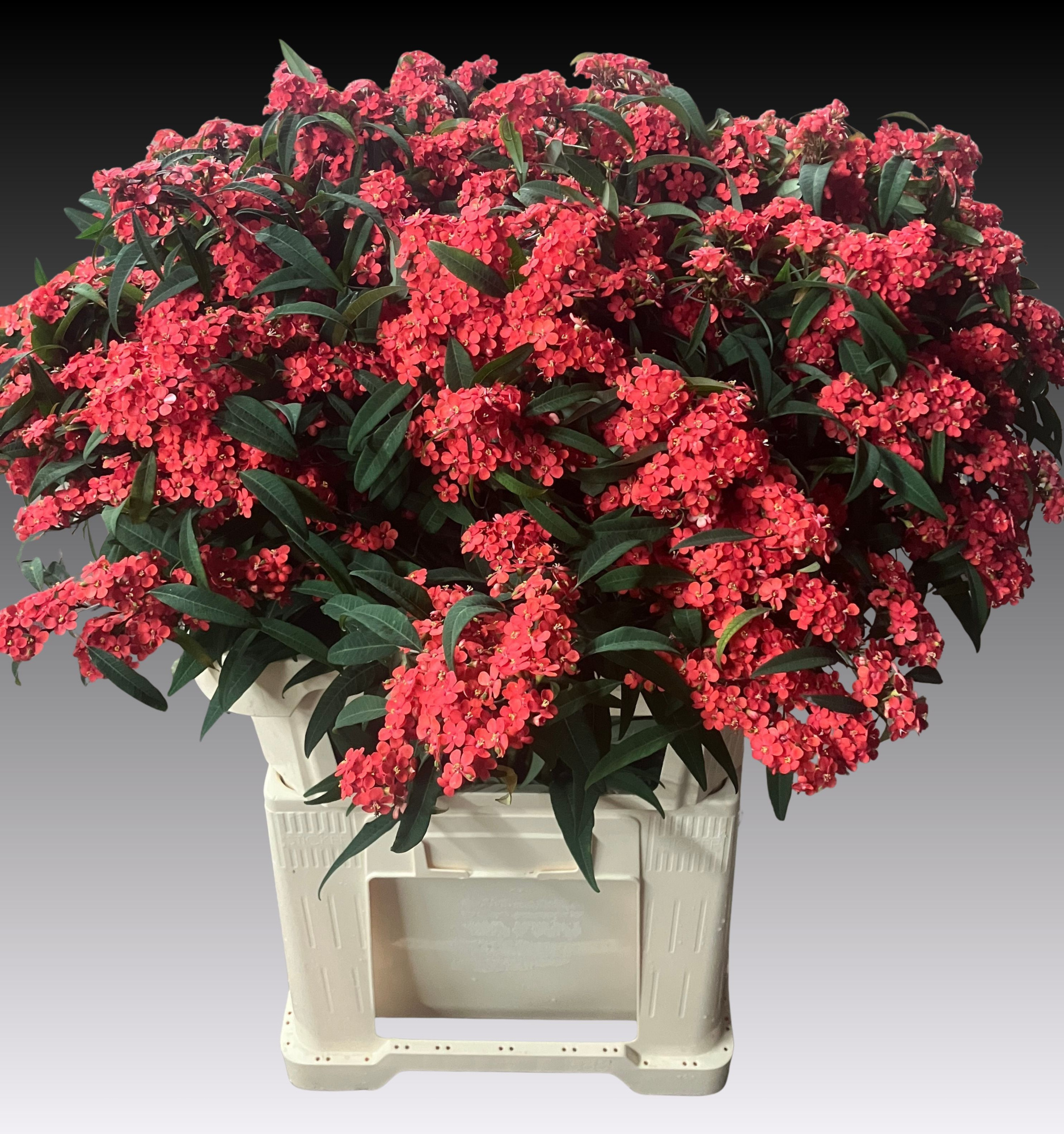 Эуфорбия куст. Мариелль 80, шт.