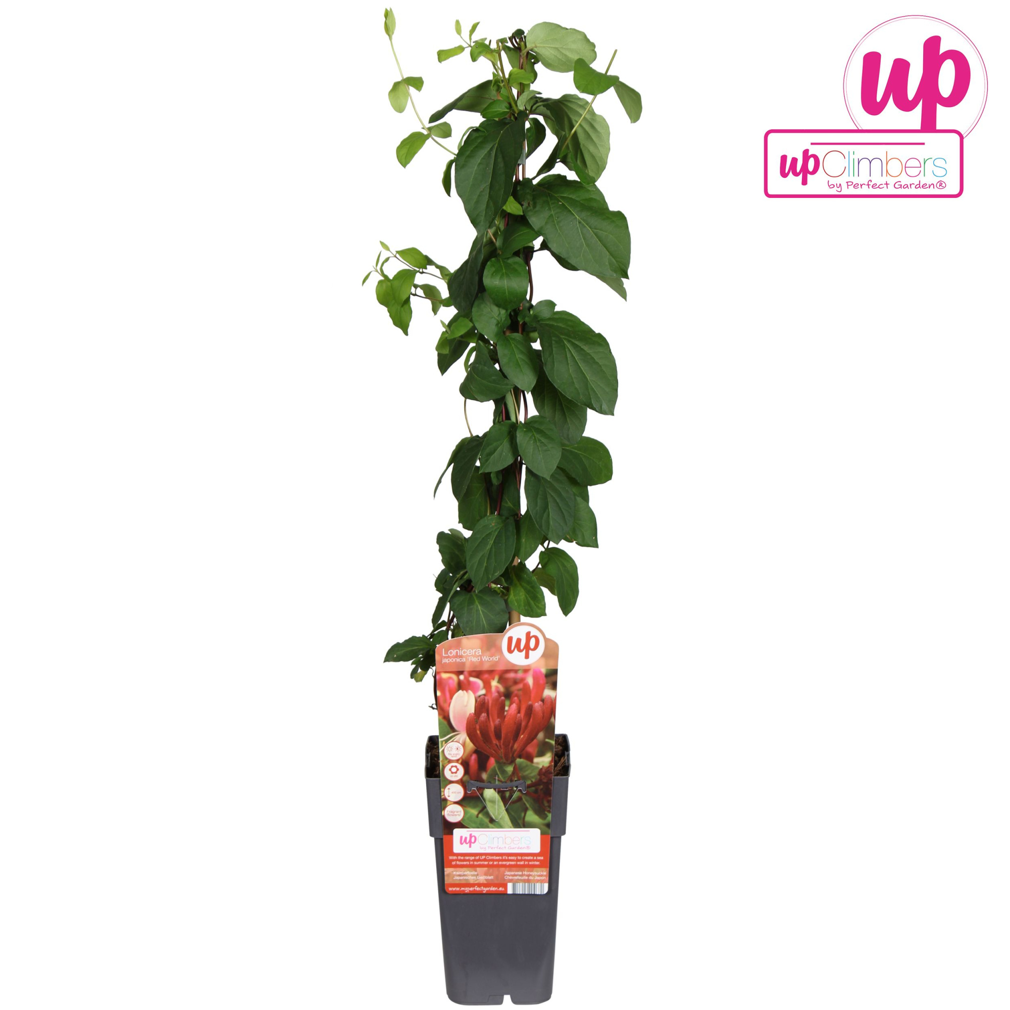 Lonicera periclymenum 'Belgica' P15, D 15 cm