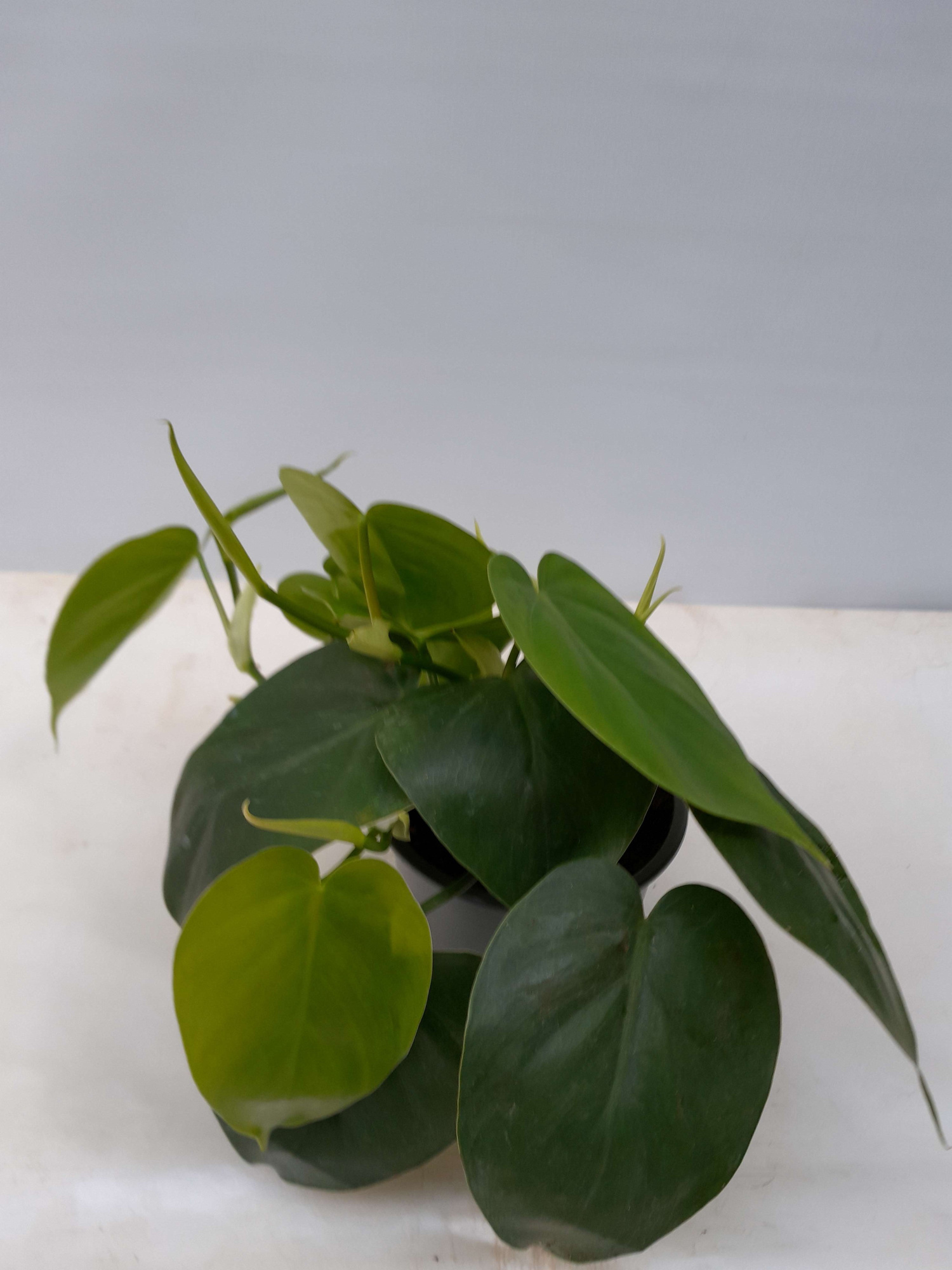 PHILODENDRON SCANDENS, D 12 cm