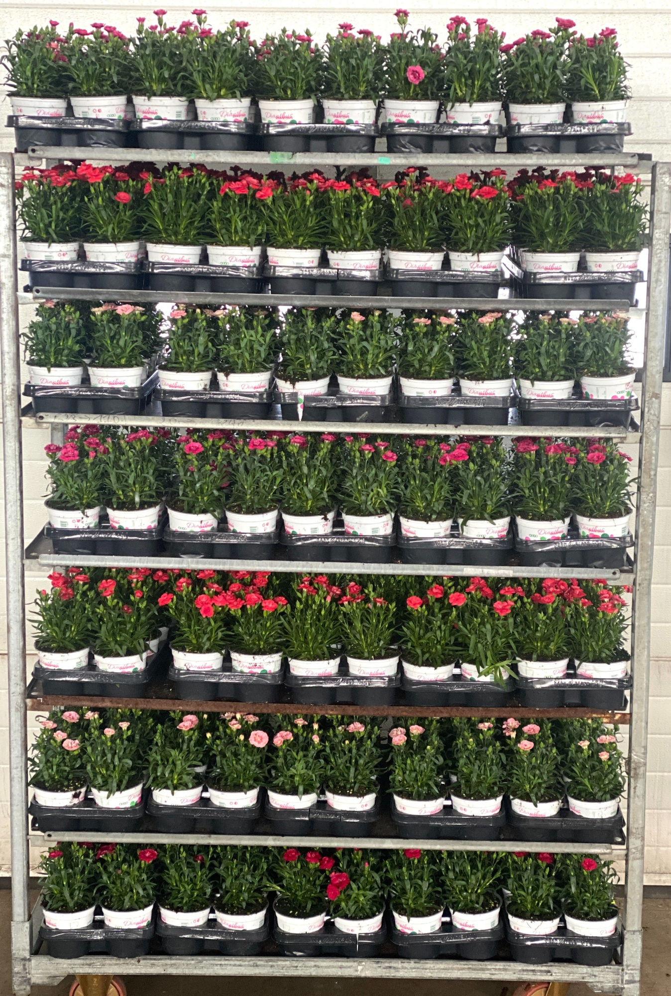 Dianthus mixkar pot12, D 12 cm