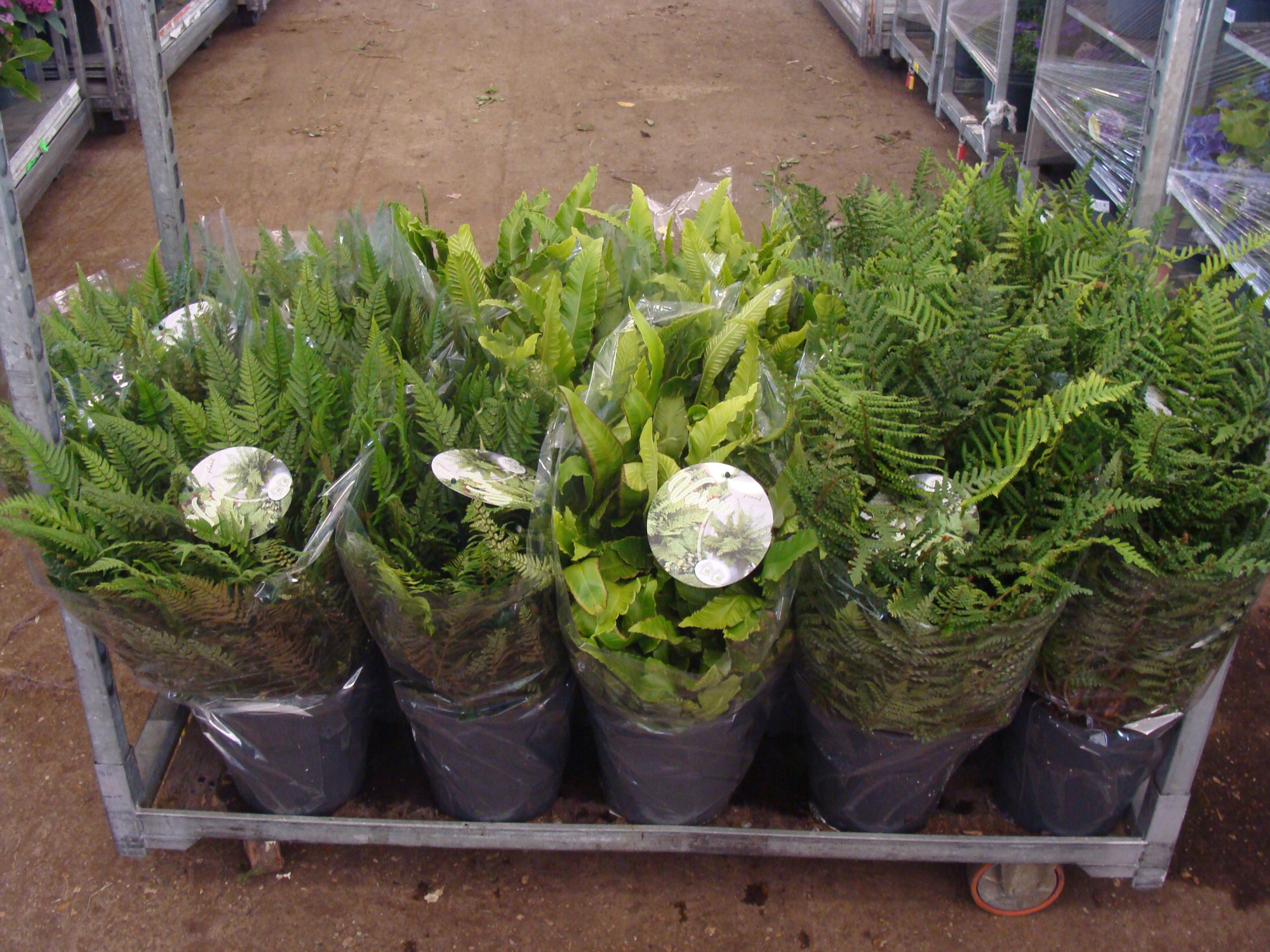 Varens mix per laag, D 24 cm